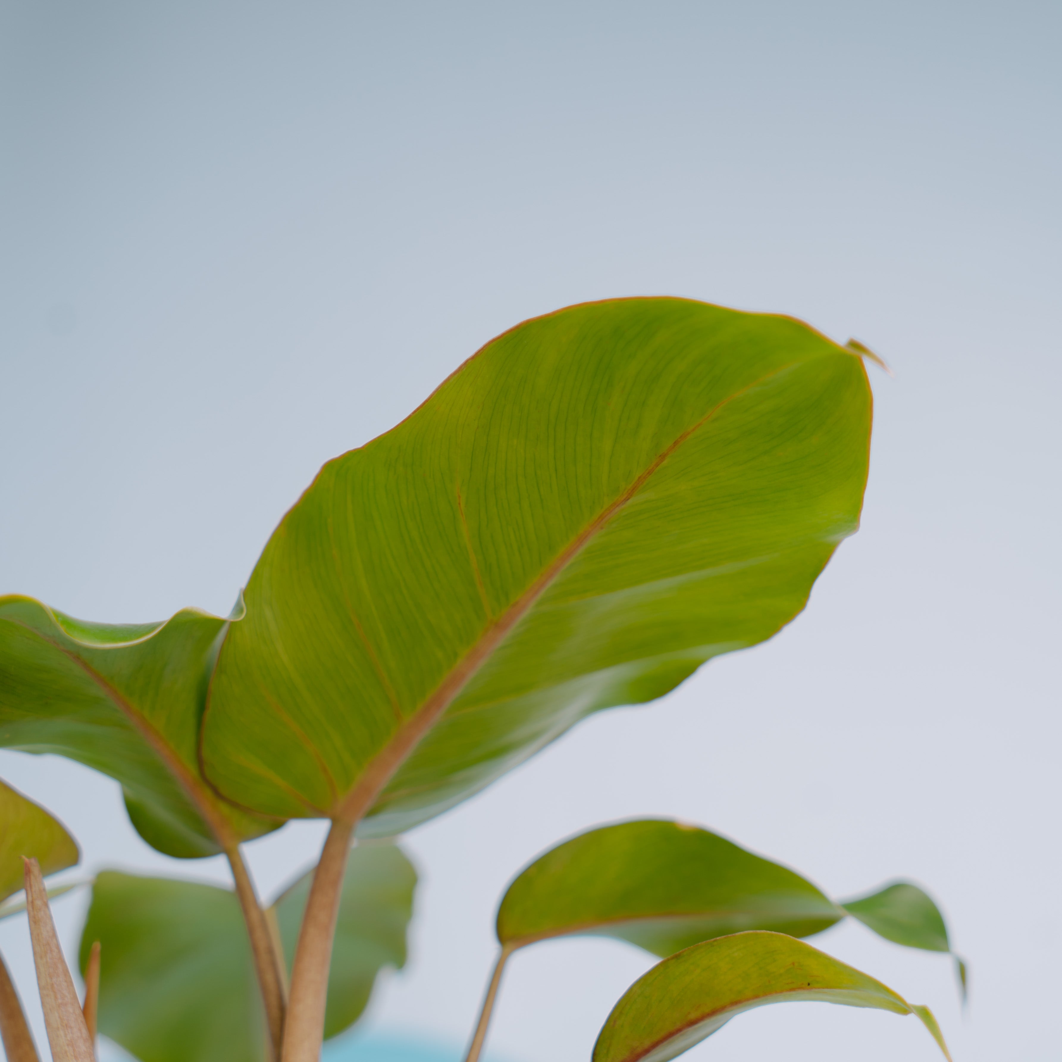 Philodendron Snow drift