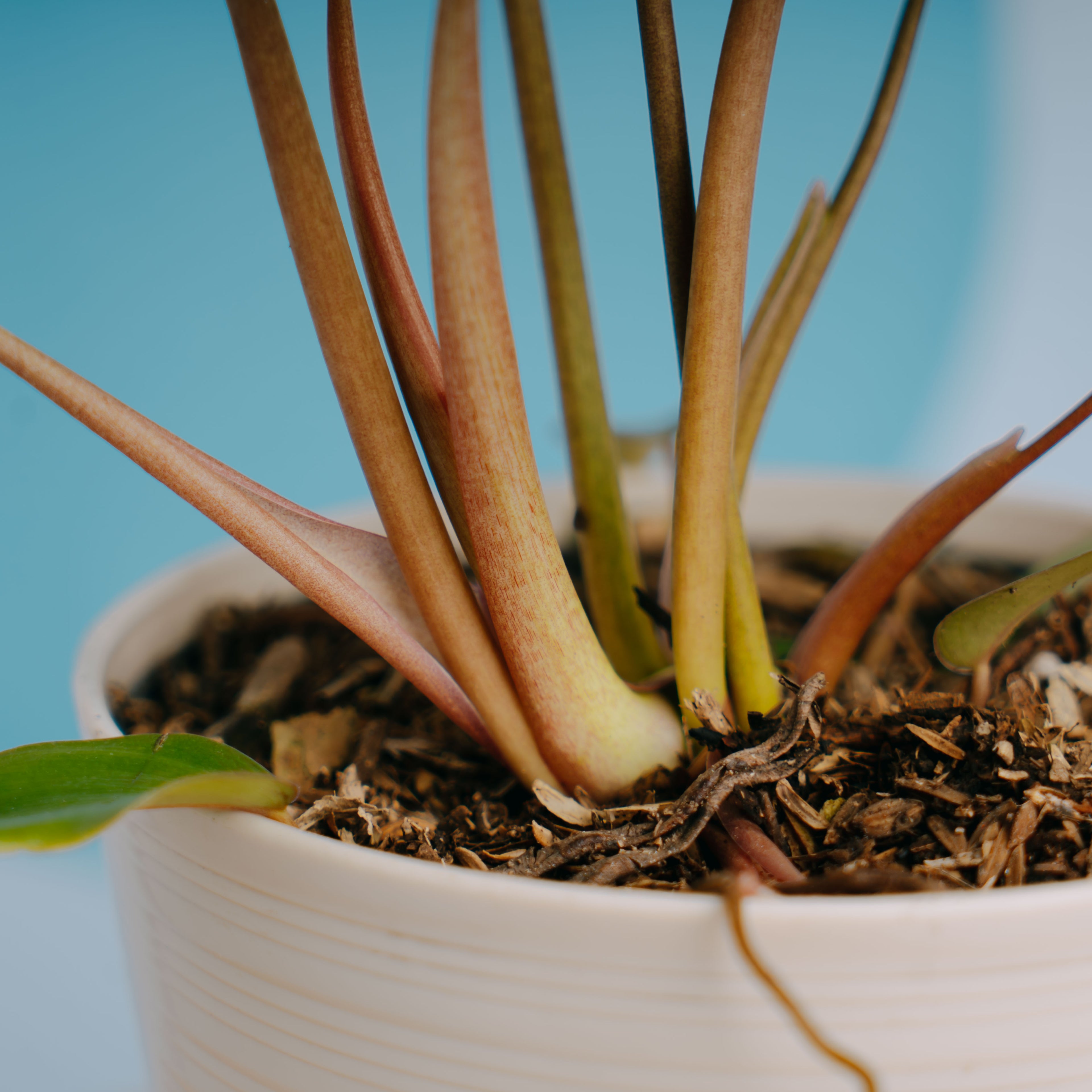 Philodendron Snow drift