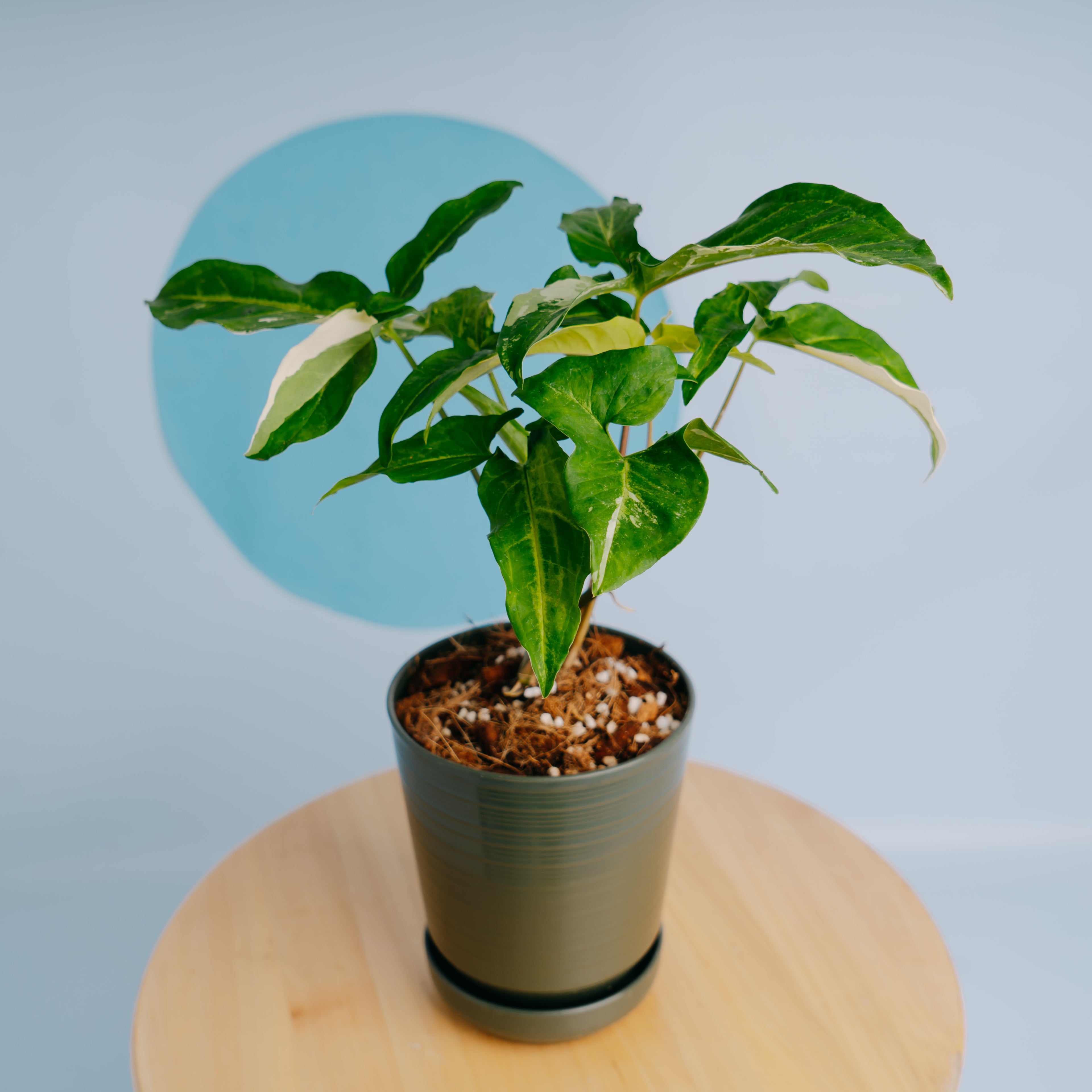 Syngonium augustatum variegated