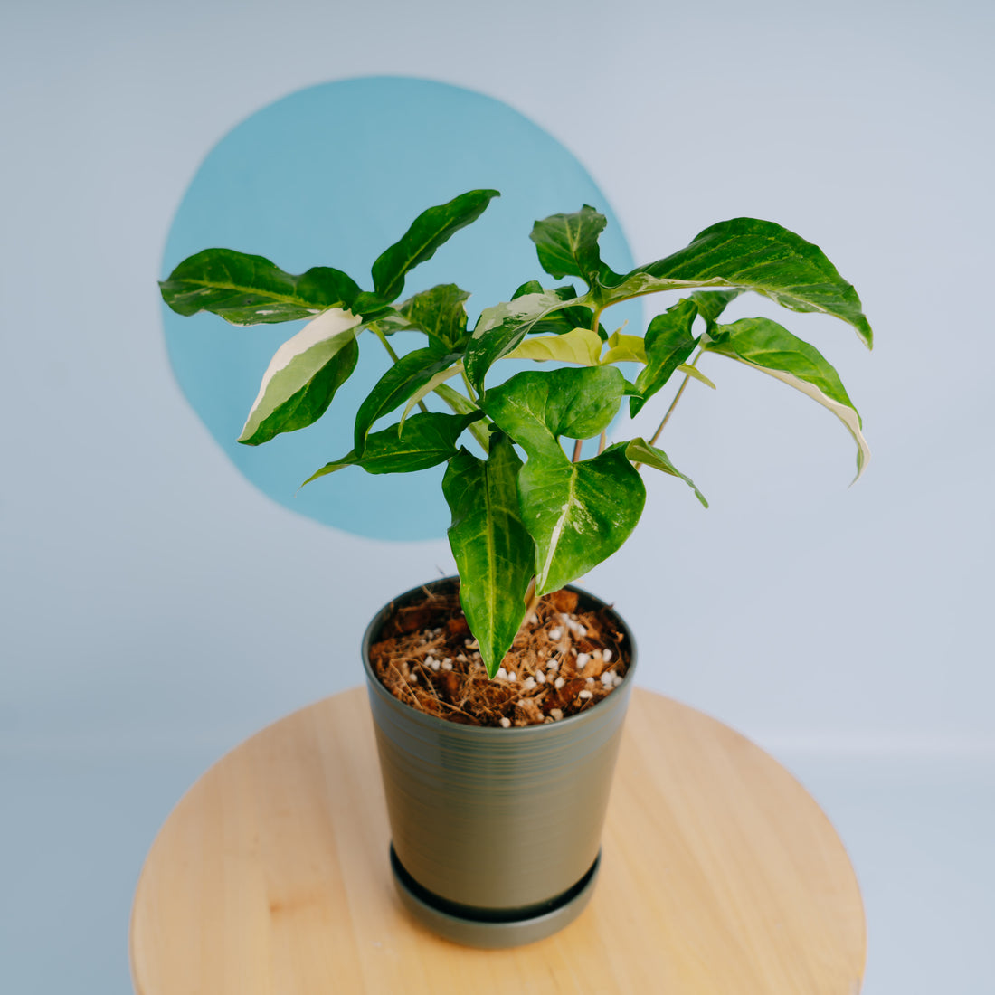 Syngonium augustatum variegated