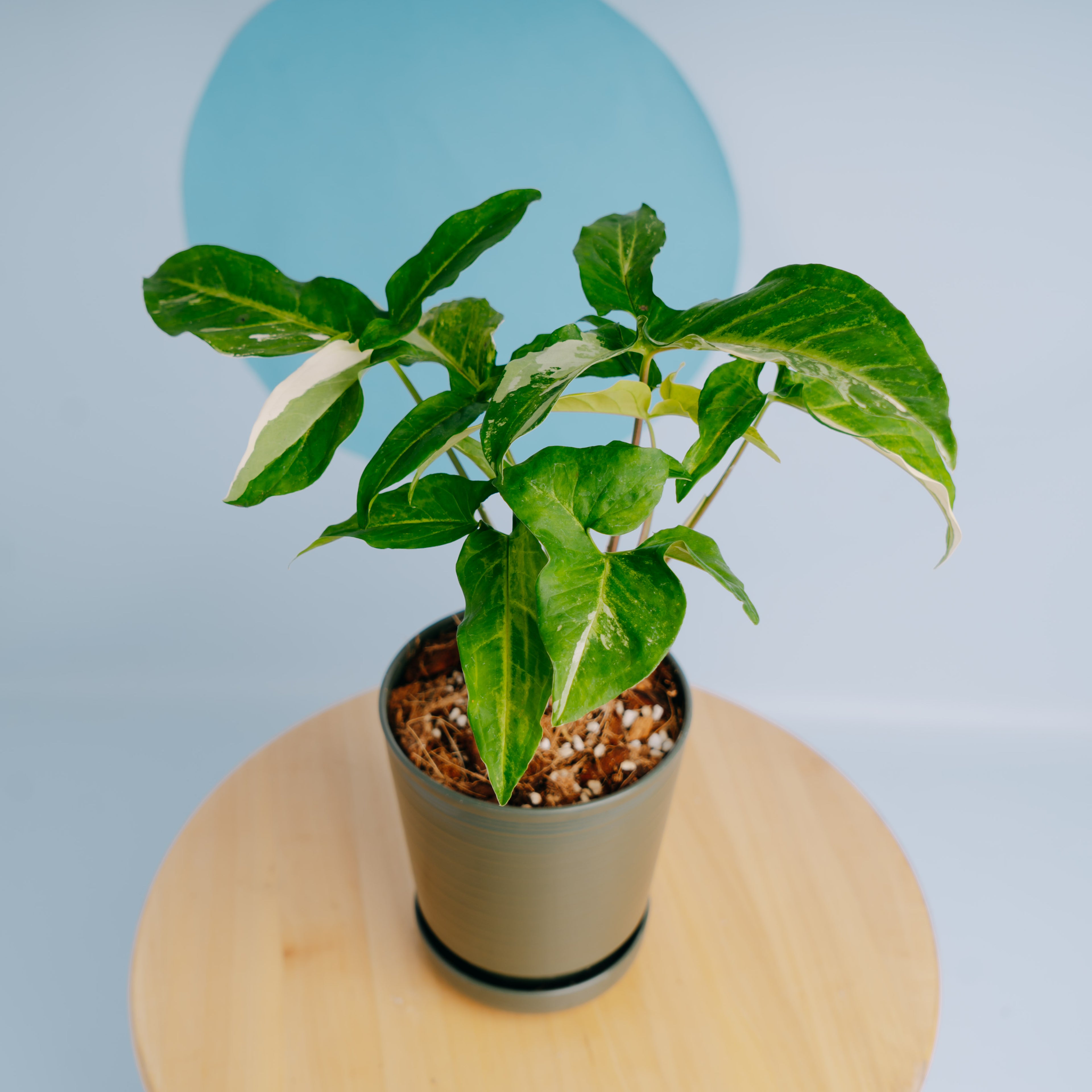 Syngonium augustatum variegated