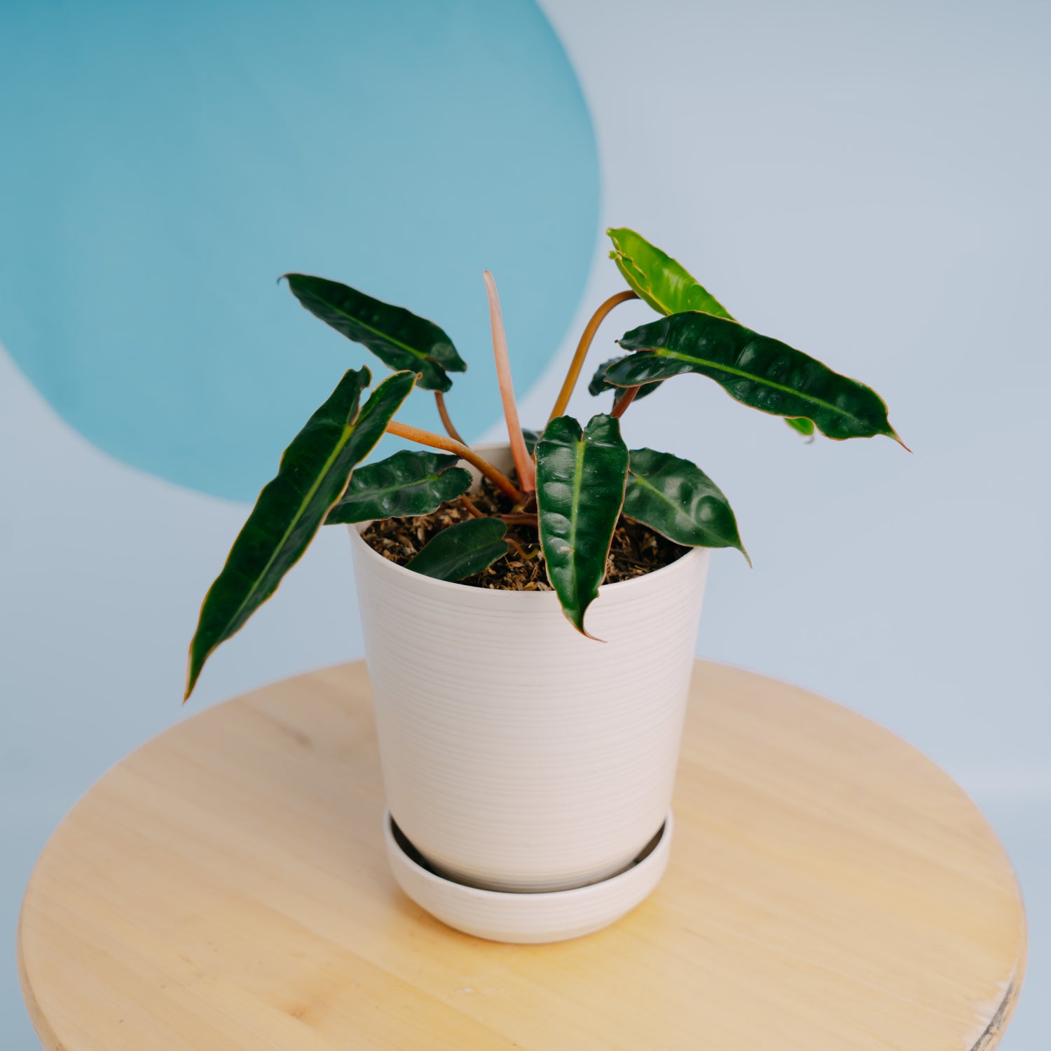 Philodendron Billiteae