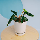 Philodendron Billiteae