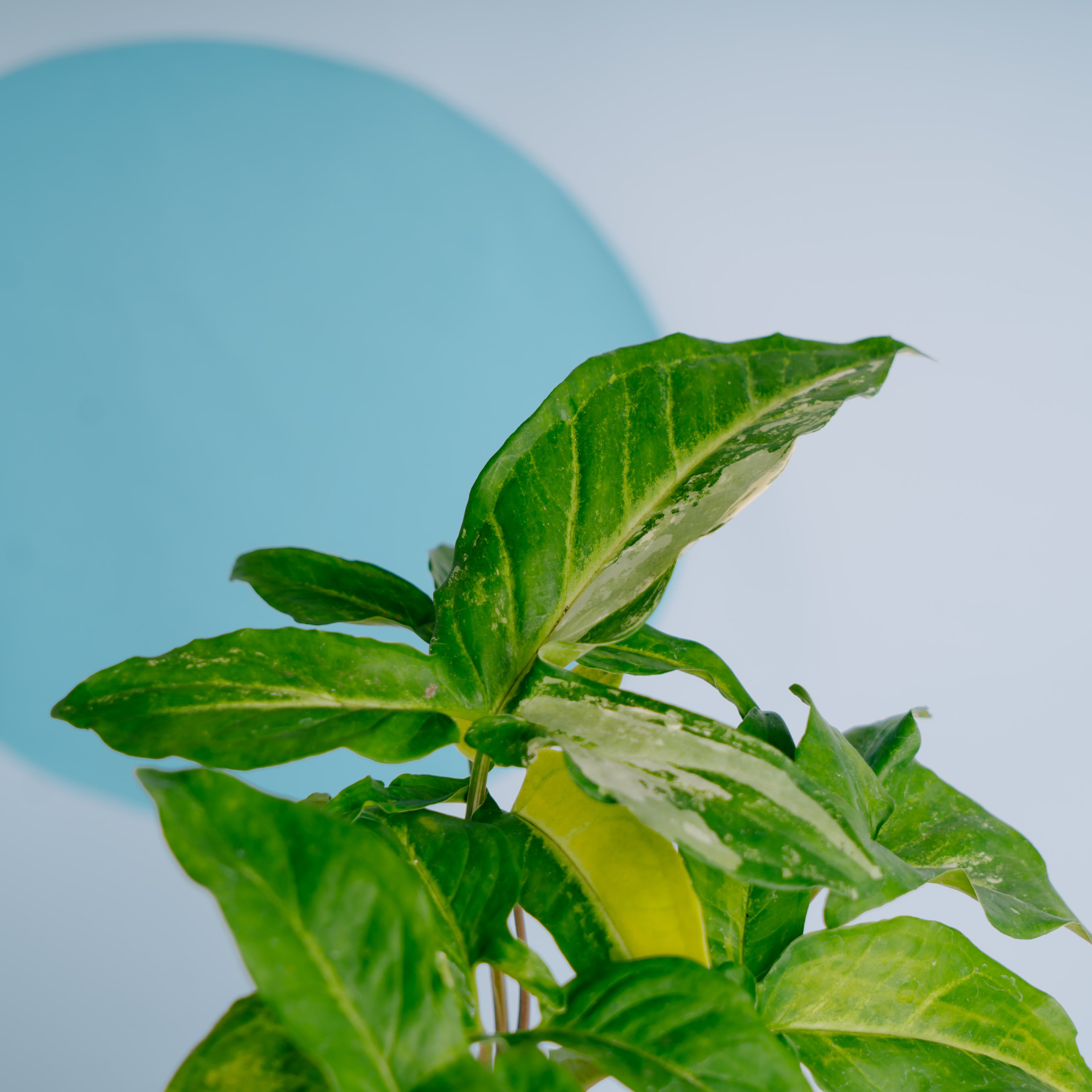Syngonium augustatum variegated