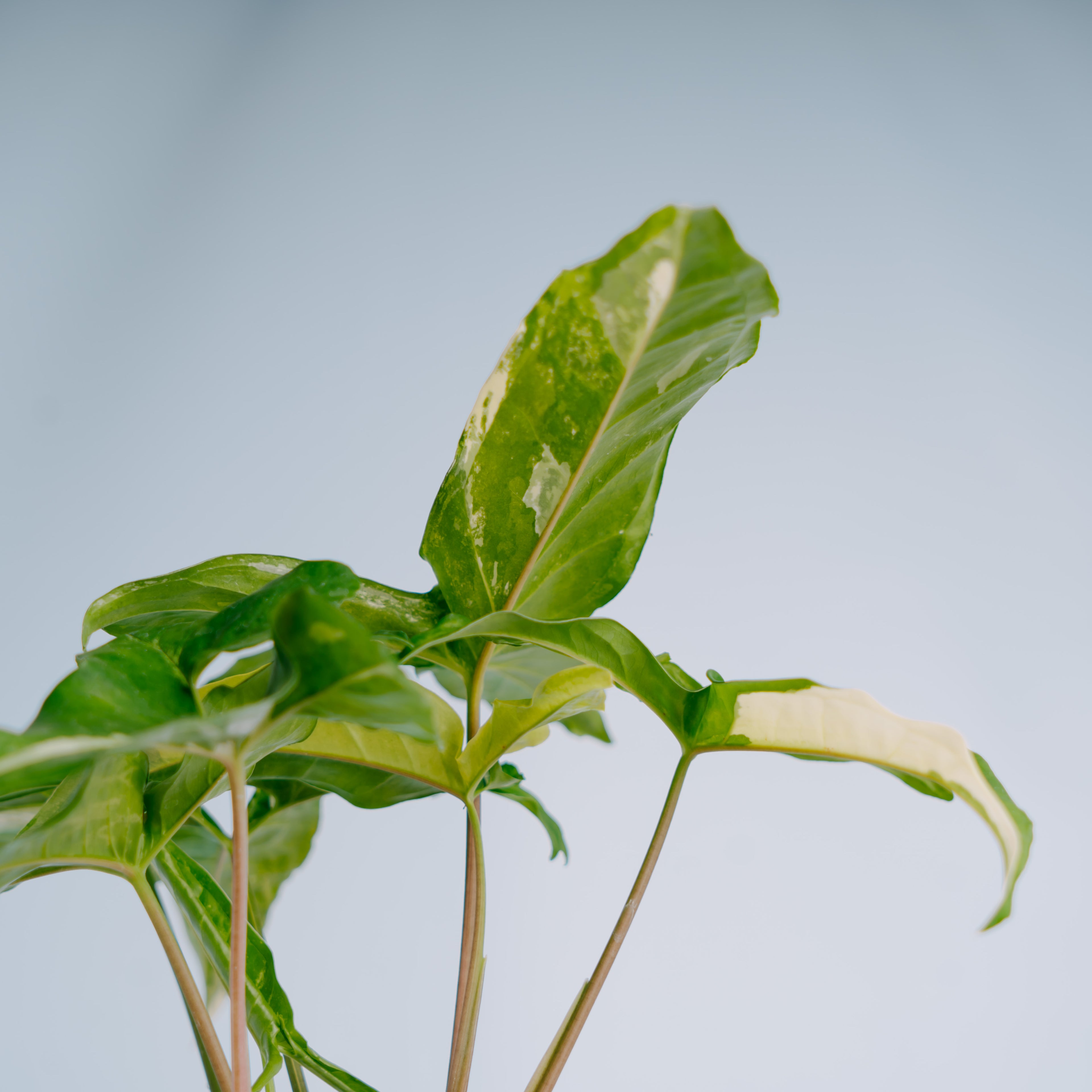 Syngonium augustatum variegated
