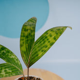 Palm pinanga Disticha  - Greenspaces.id