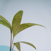 Palm pinanga Disticha  - Greenspaces.id