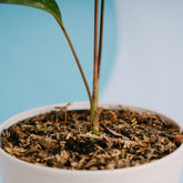 Palm pinanga Disticha  - Greenspaces.id