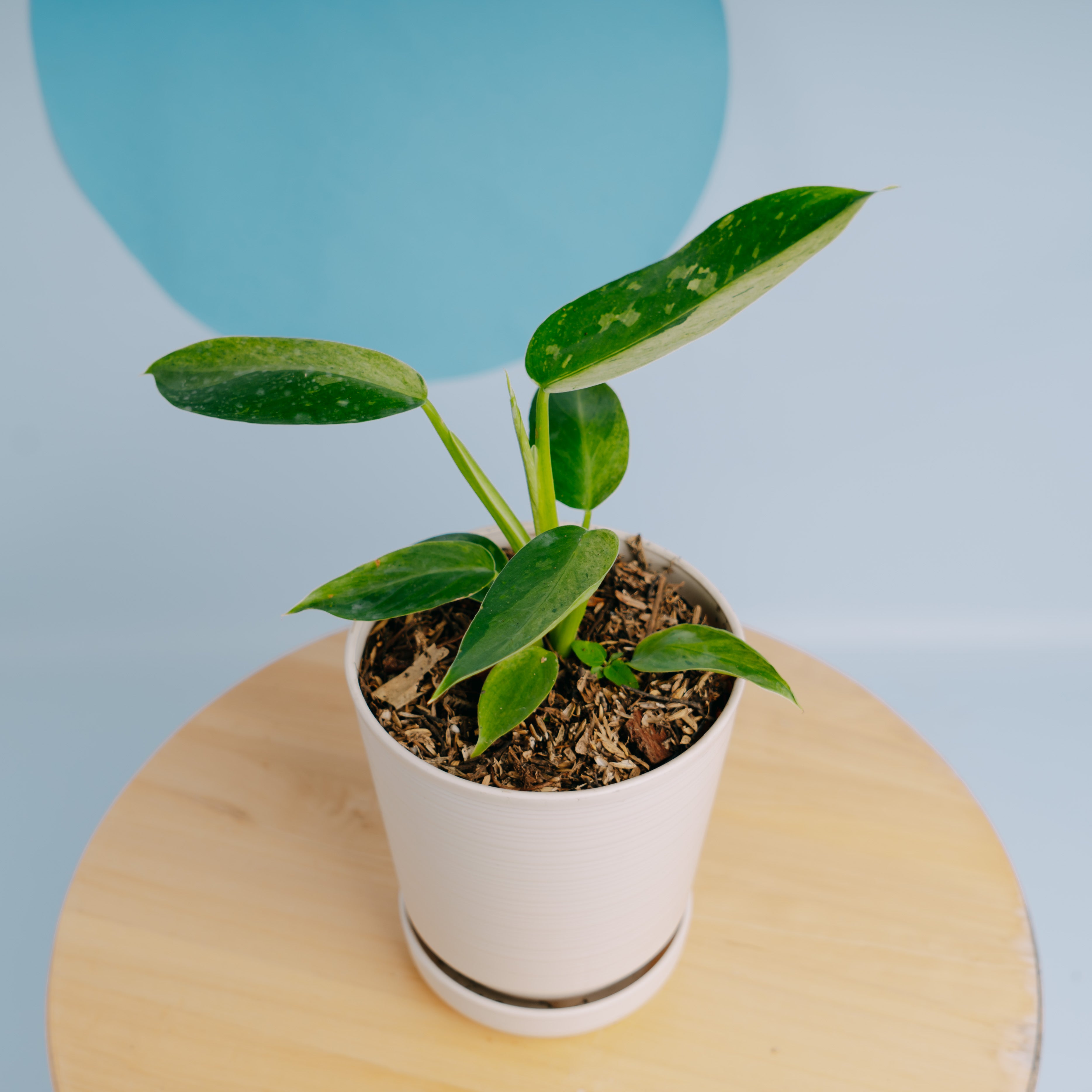 Philodendron Jose Buono