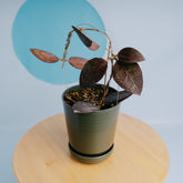 Hoya bencai - Greenspaces.id