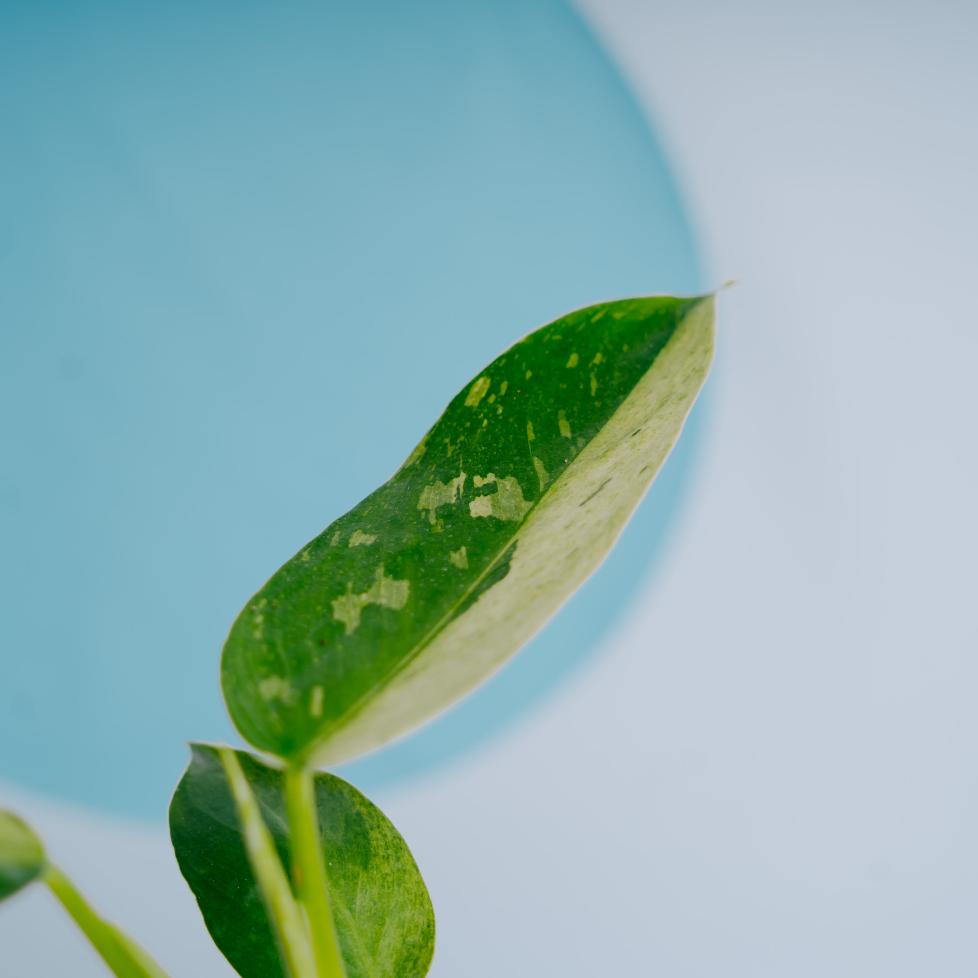 Philodendron Jose Buono