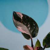 Philodendron pink princess black cherry  - Greenspaces.id