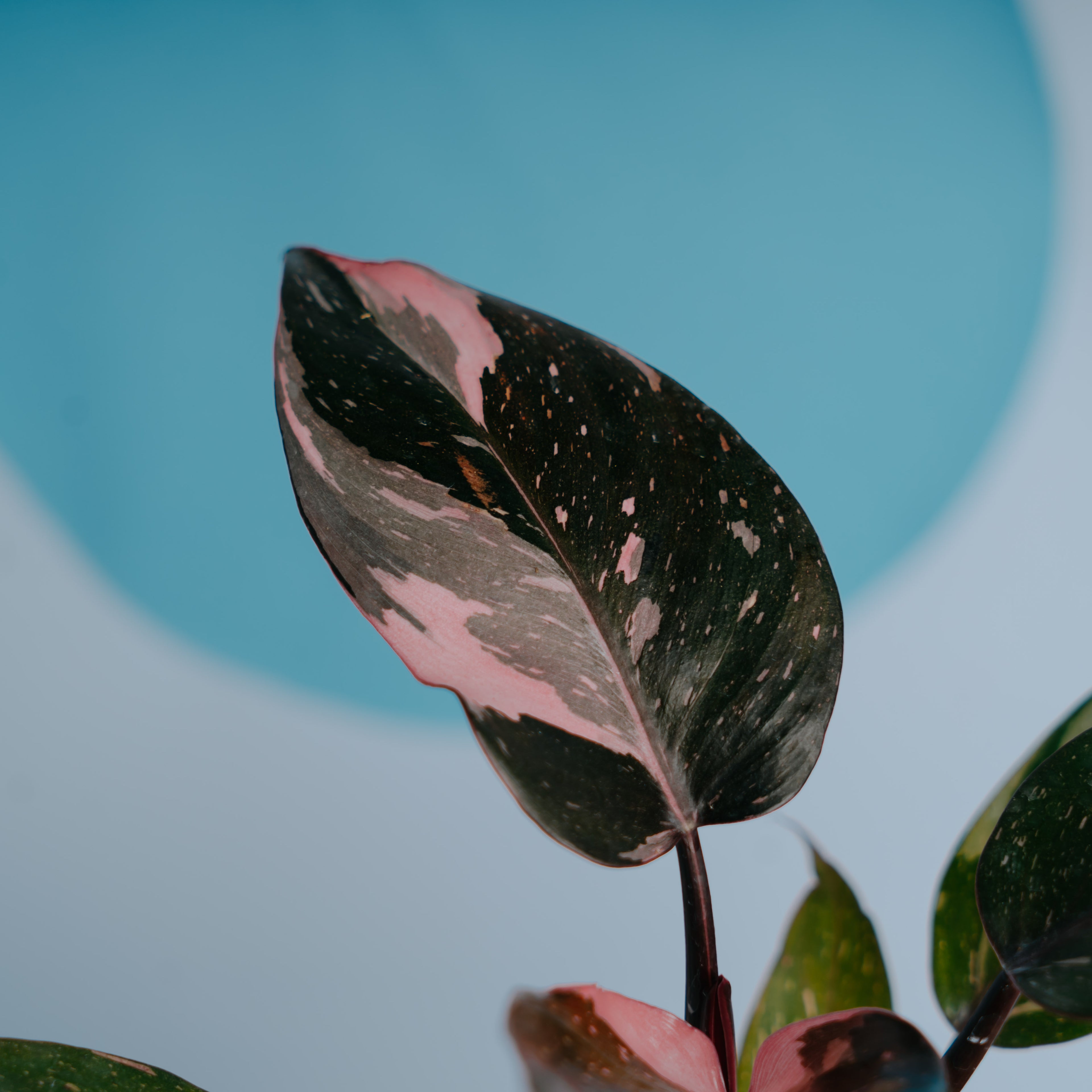 Philodendron pink princess black cherry  - Greenspaces.id