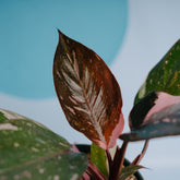 Philodendron pink princess black cherry  - Greenspaces.id