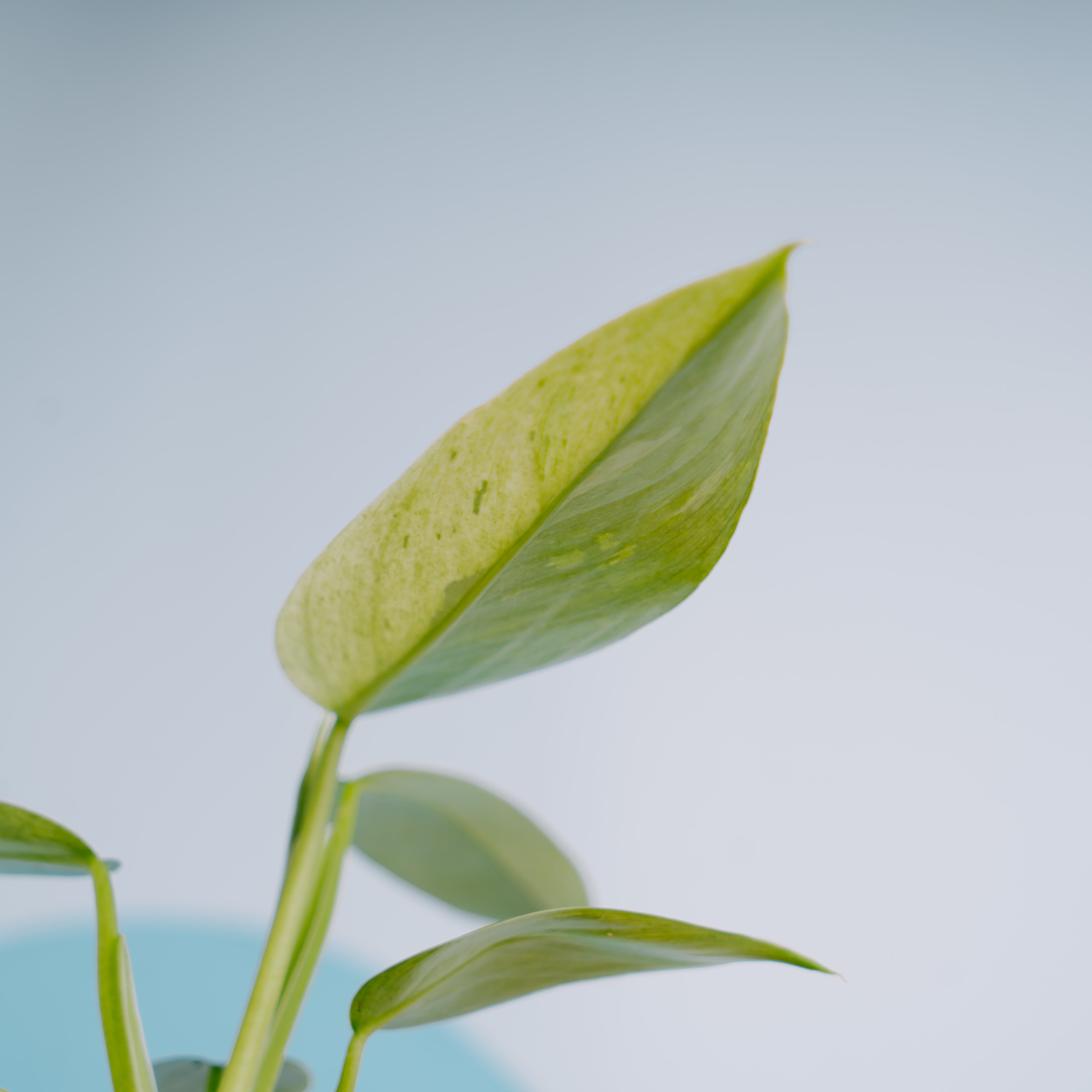 Philodendron Jose Buono