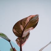 Philodendron pink princess black cherry  - Greenspaces.id