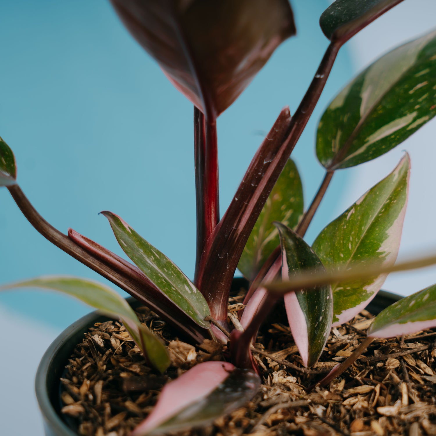 Philodendron pink princess black cherry  - Greenspaces.id