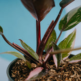 Philodendron pink princess black cherry  - Greenspaces.id