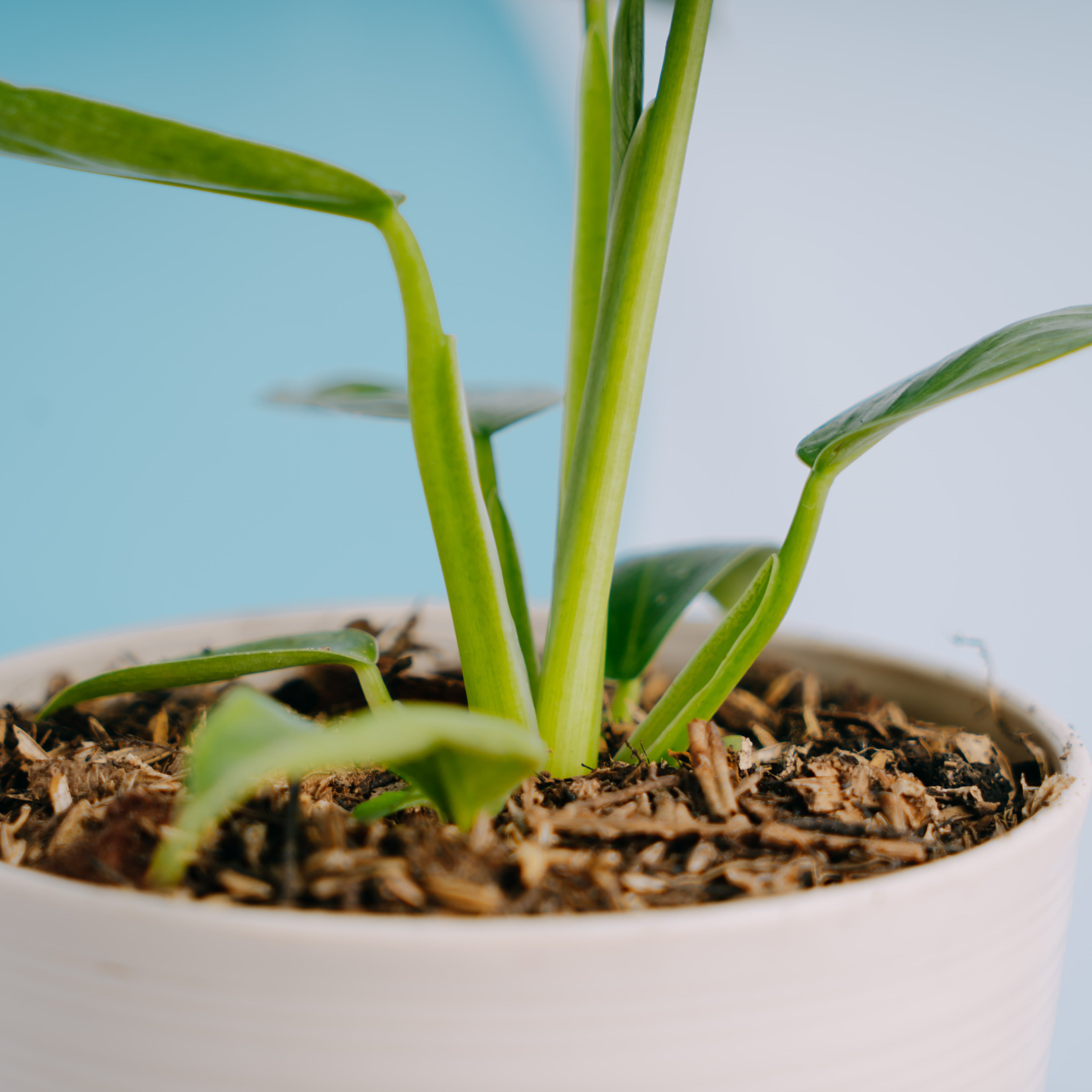 Philodendron Jose Buono