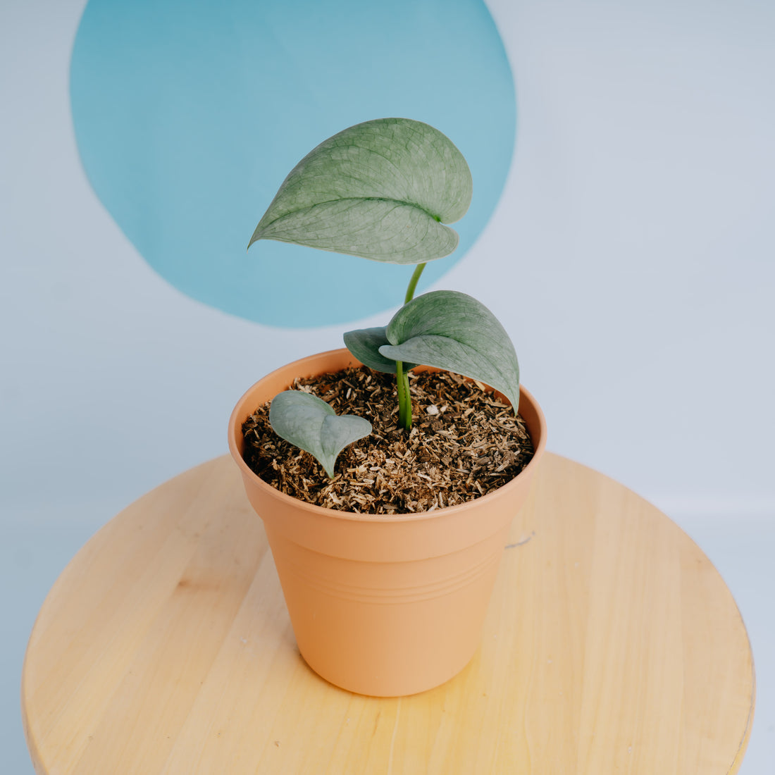 Scindapsus silver platinum