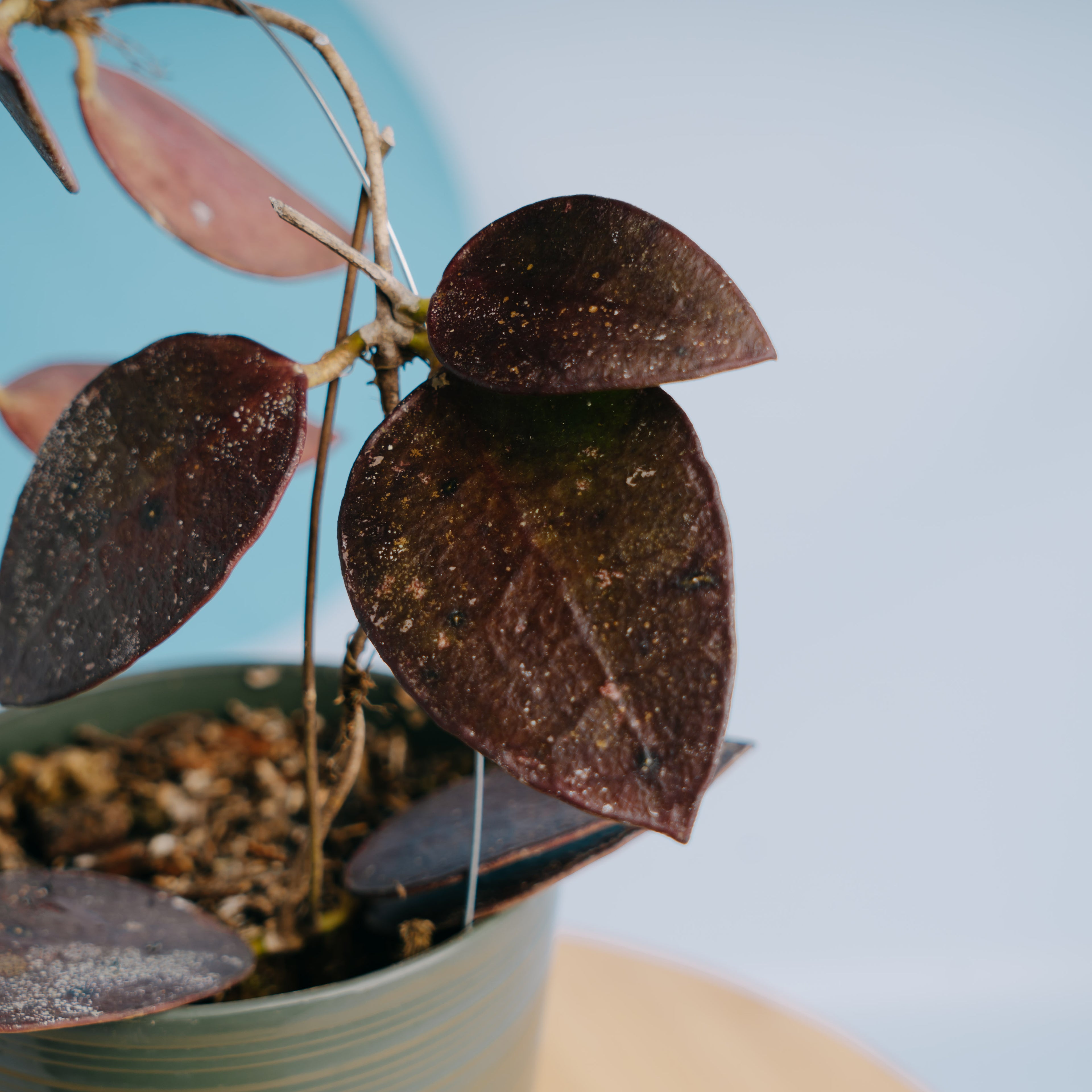 Hoya bencai - Greenspaces.id