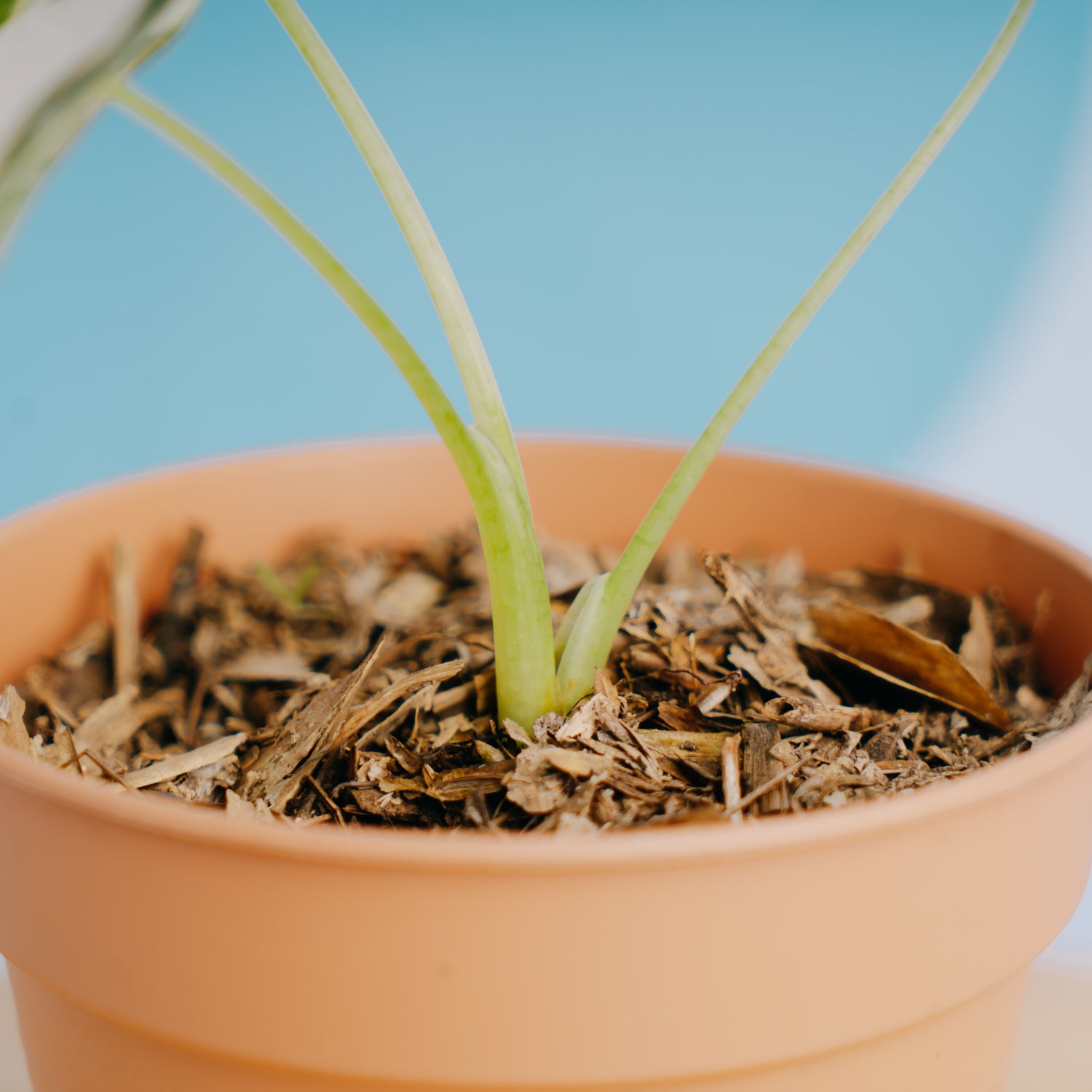 Alocasia Frydek variegated - Greenspaces.id