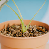 Alocasia Frydek variegated - Greenspaces.id