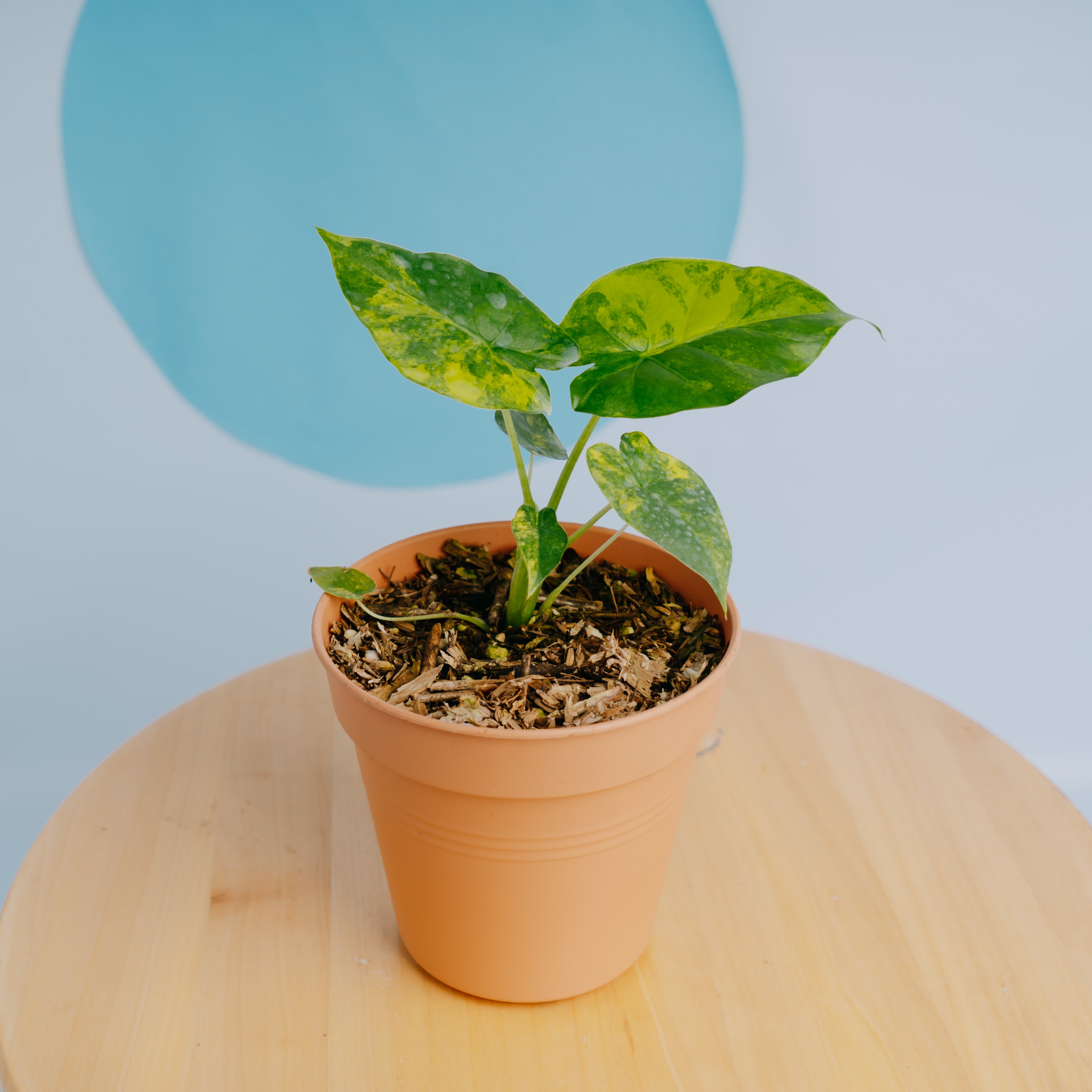 Alocasia gageana yellow variegated