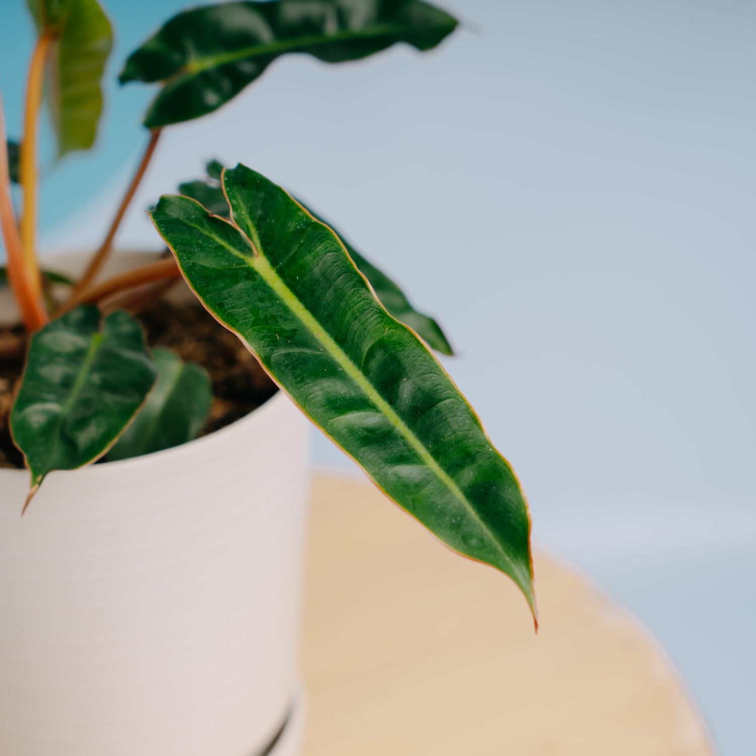 Philodendron Billiteae