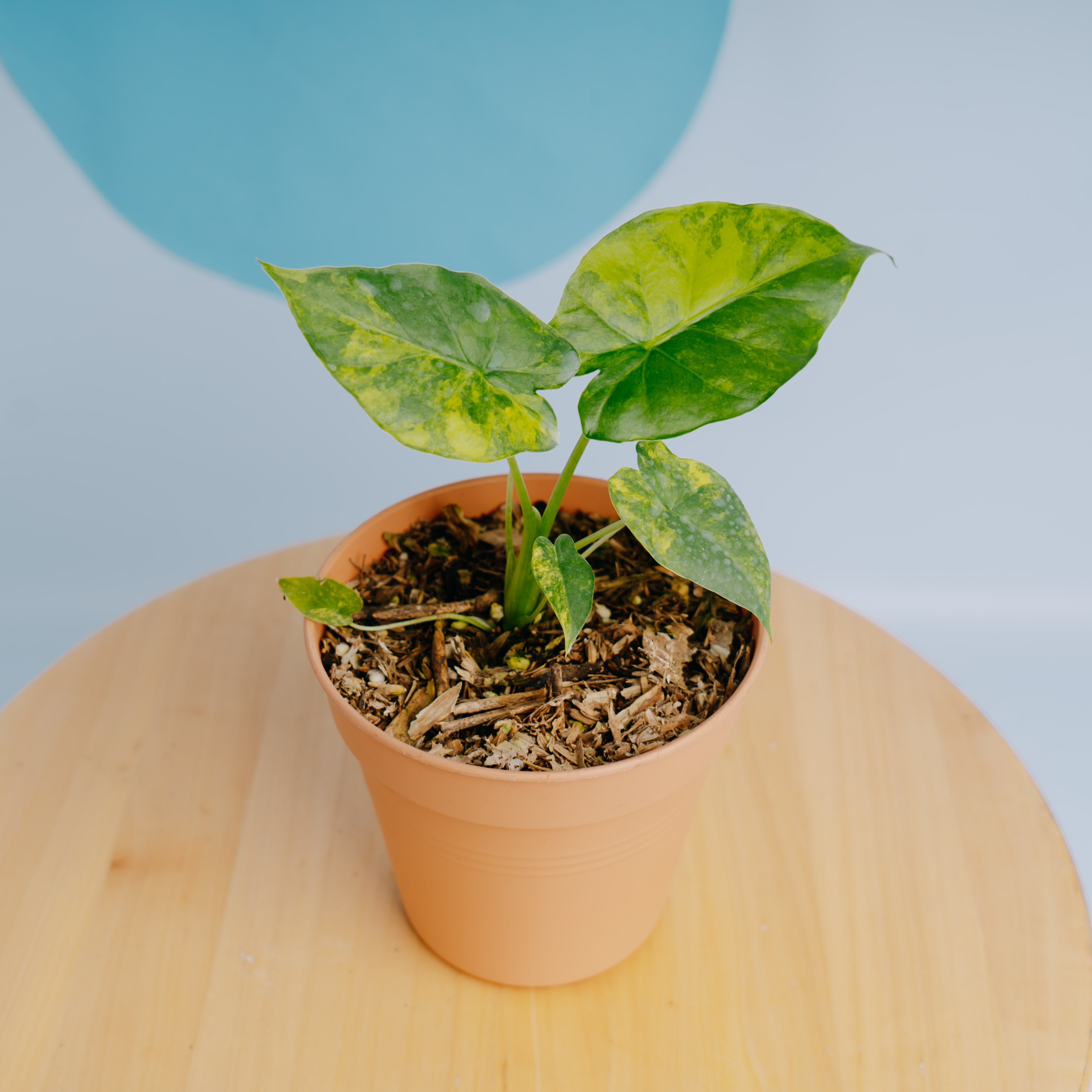 Alocasia gageana yellow variegated