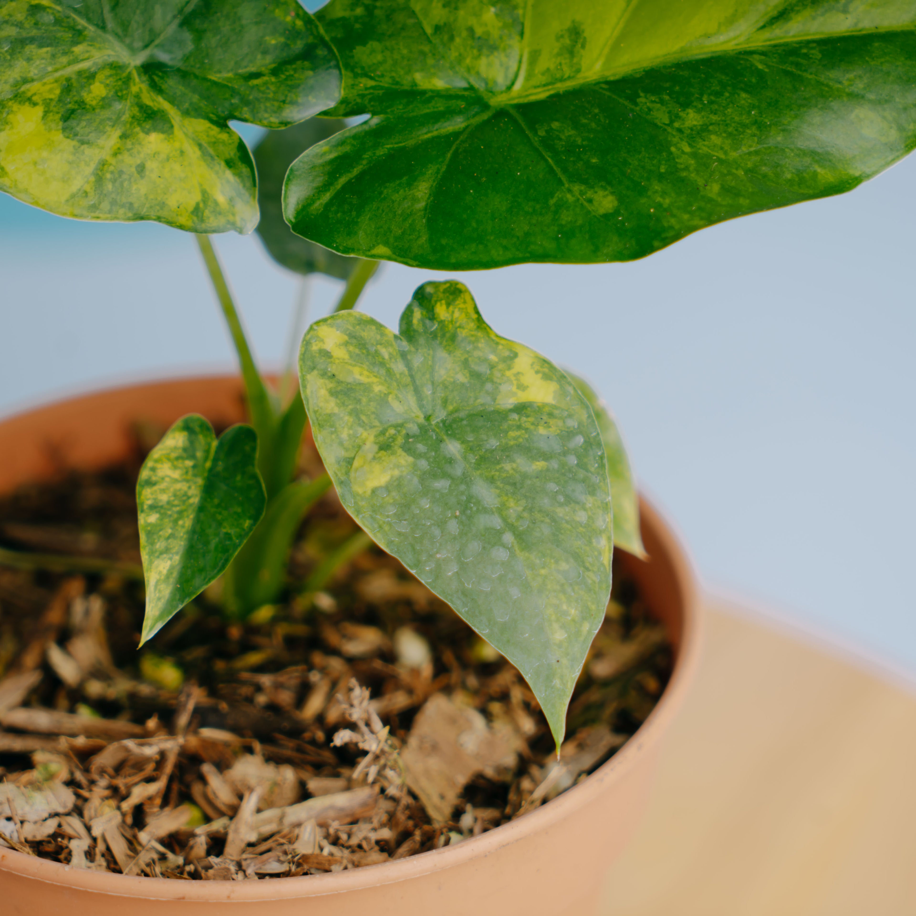 Alocasia gageana yellow variegated