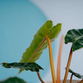 Philodendron Billiteae