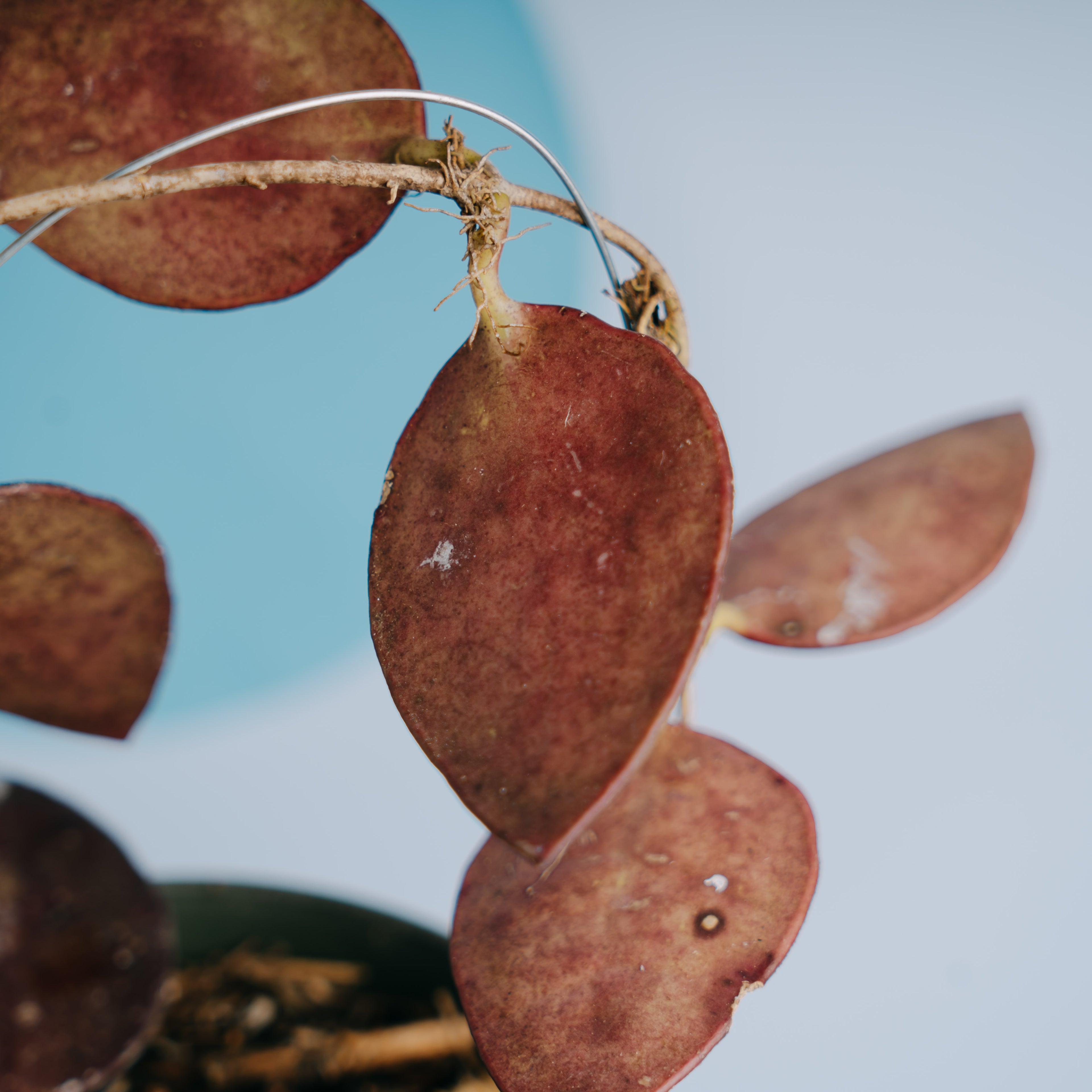 Hoya bencai - Greenspaces.id