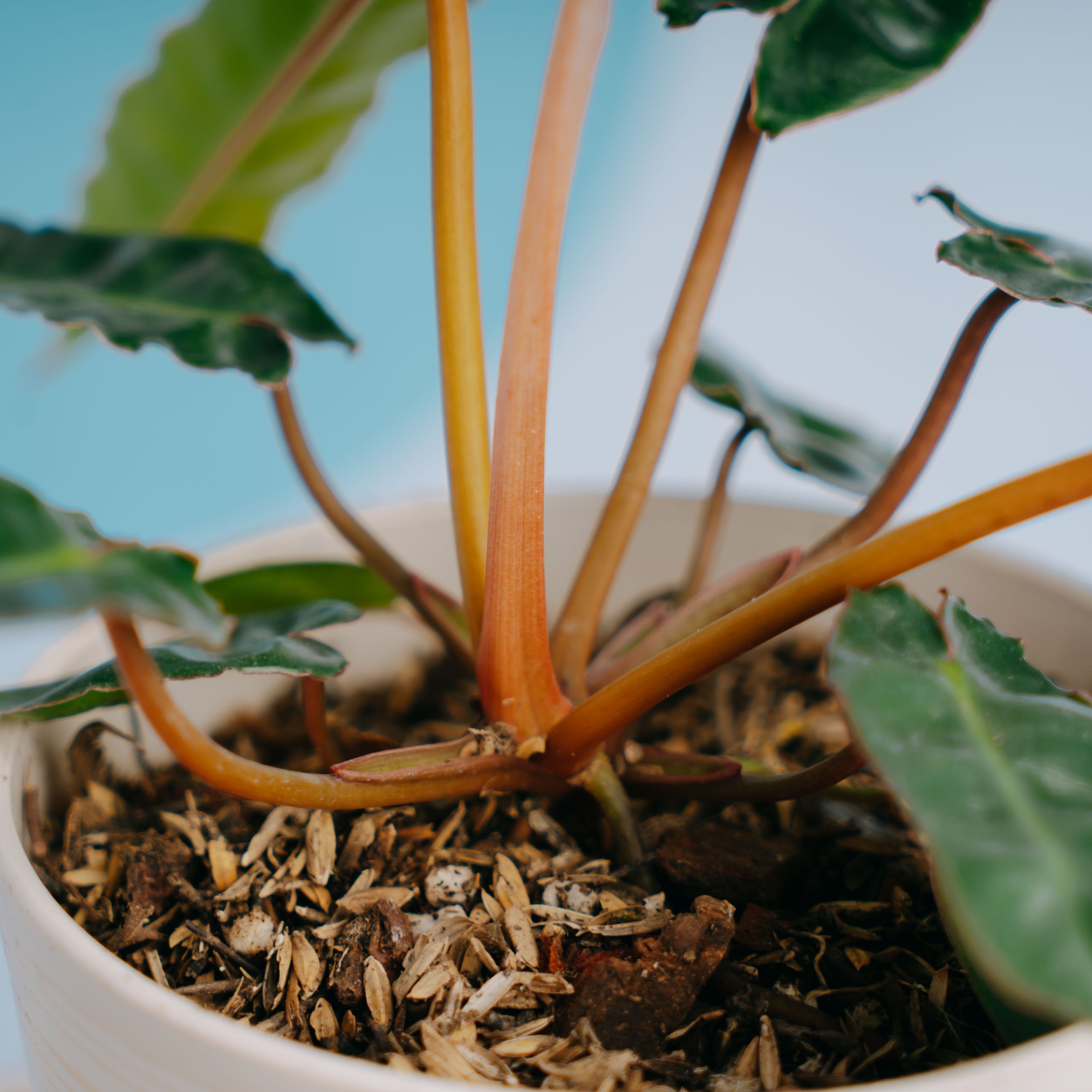 Philodendron Billiteae