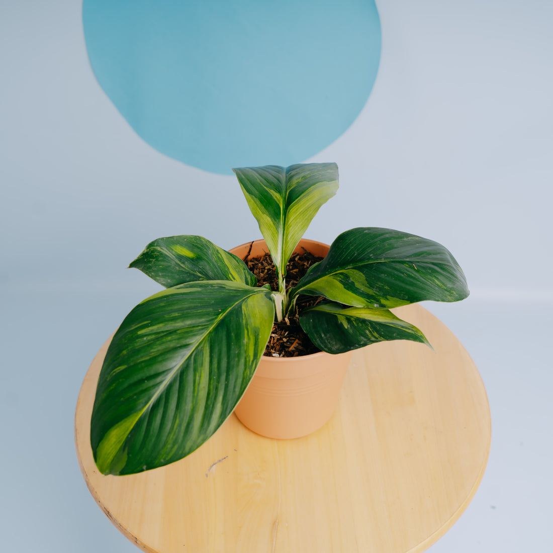 Spathiphyllum sensation variegated