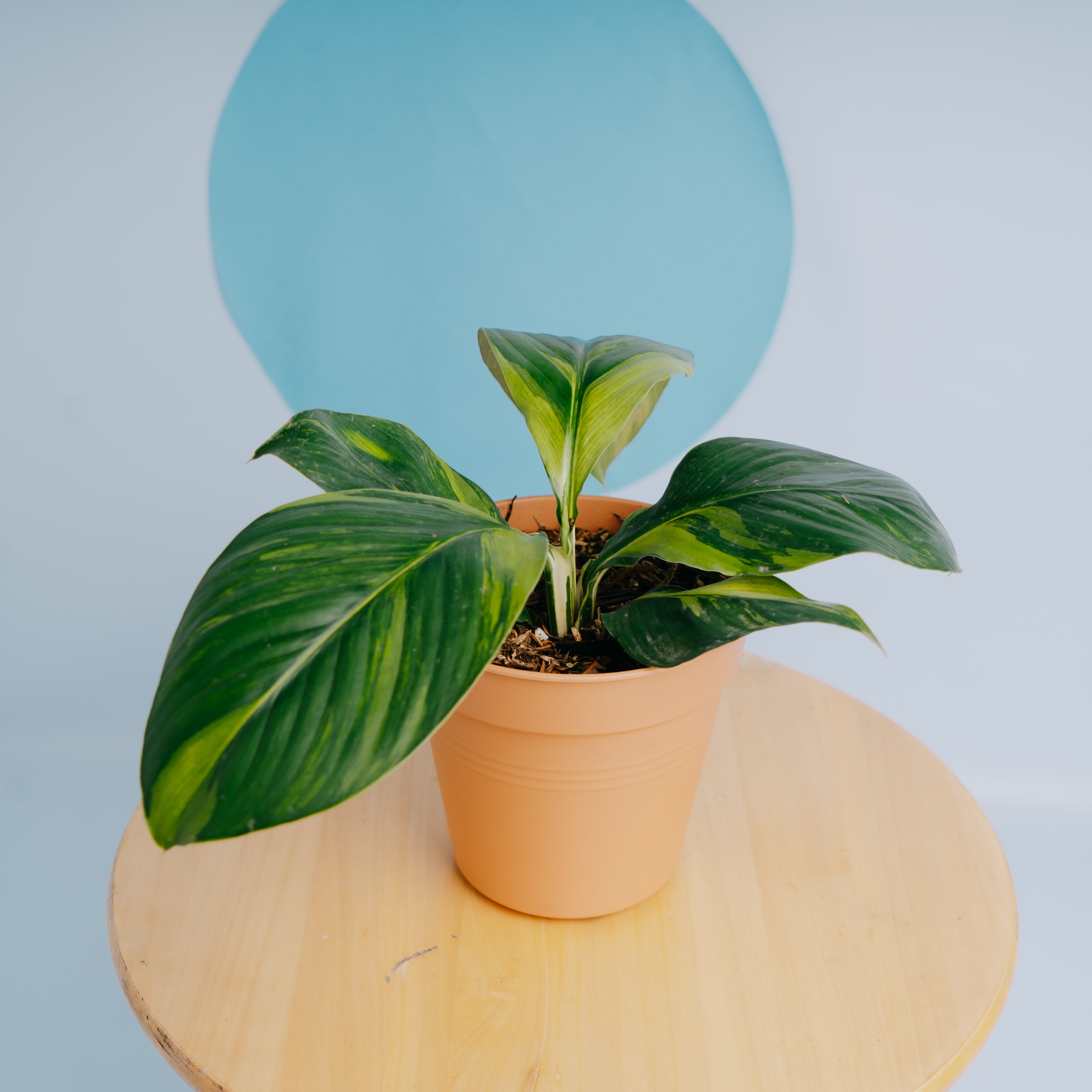 Spathiphyllum sensation variegated