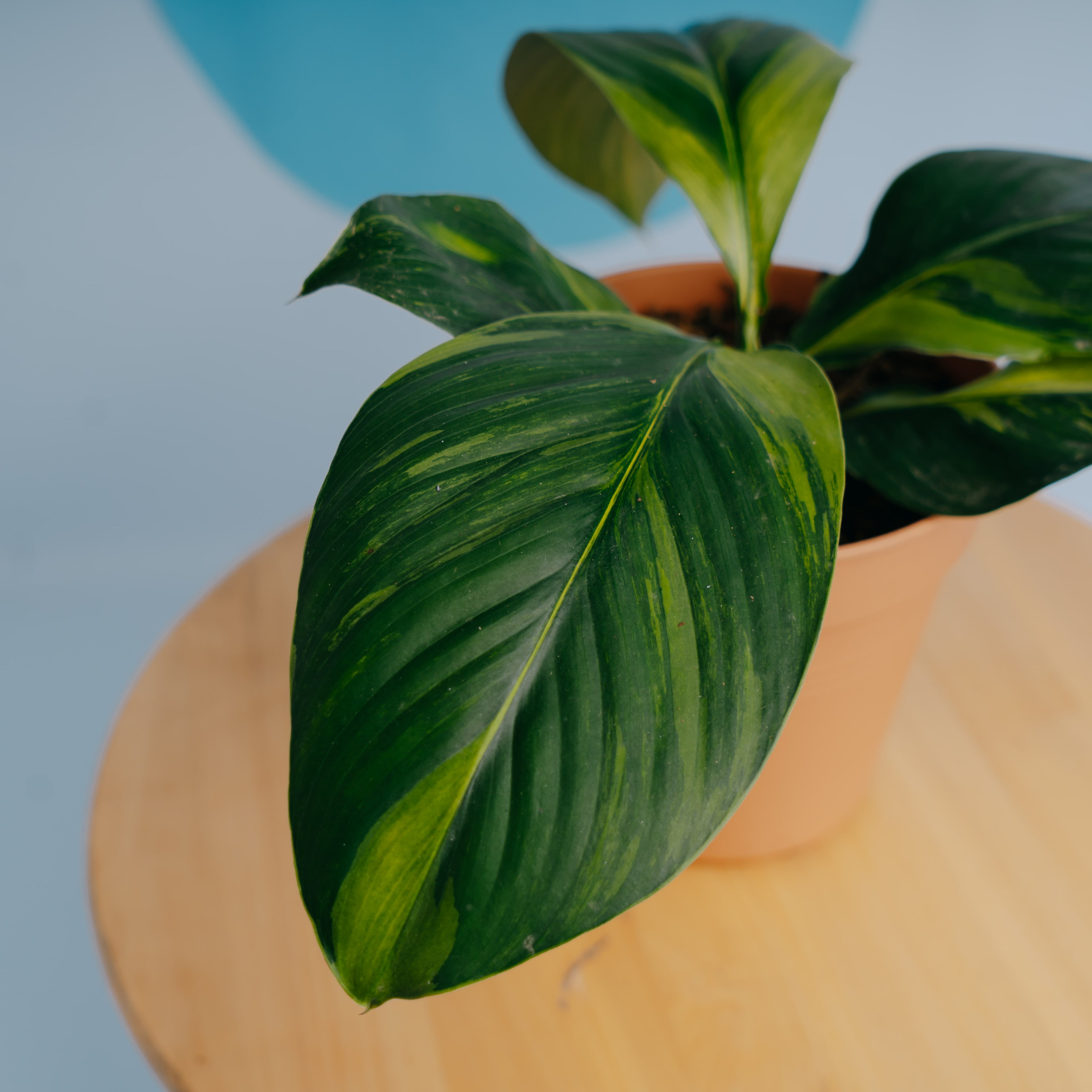 Spathiphyllum sensation variegated