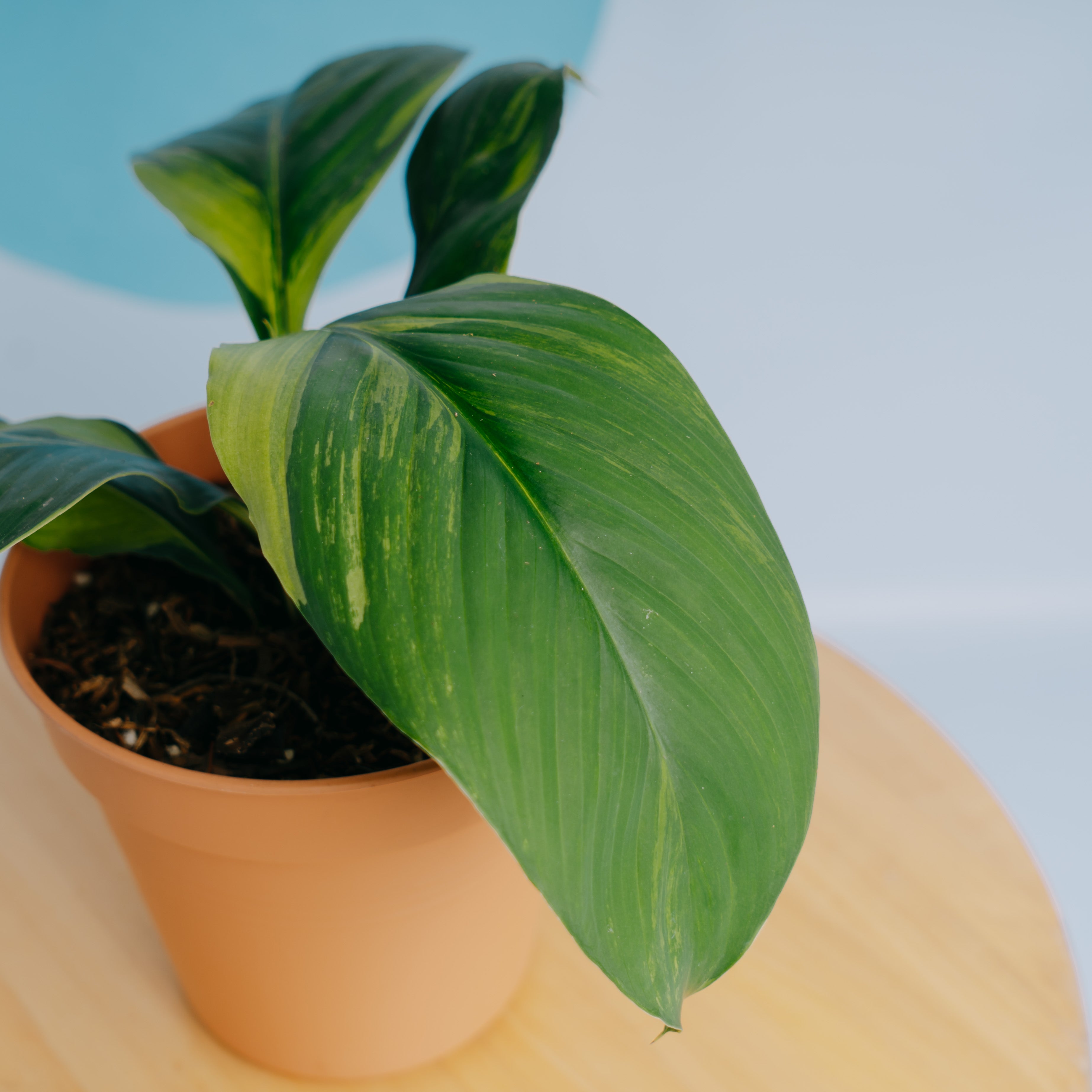 Spathiphyllum sensation variegated