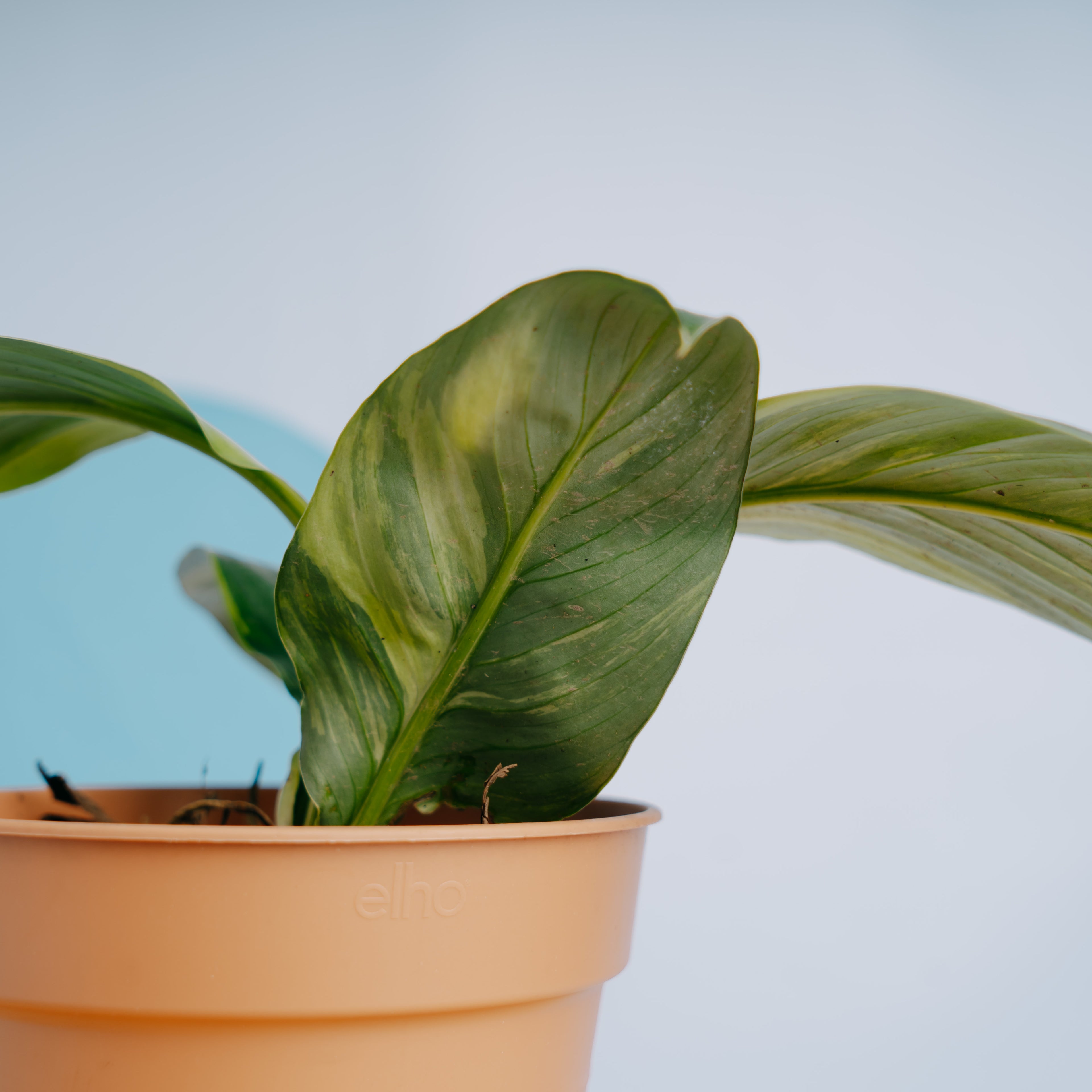 Spathiphyllum sensation variegated