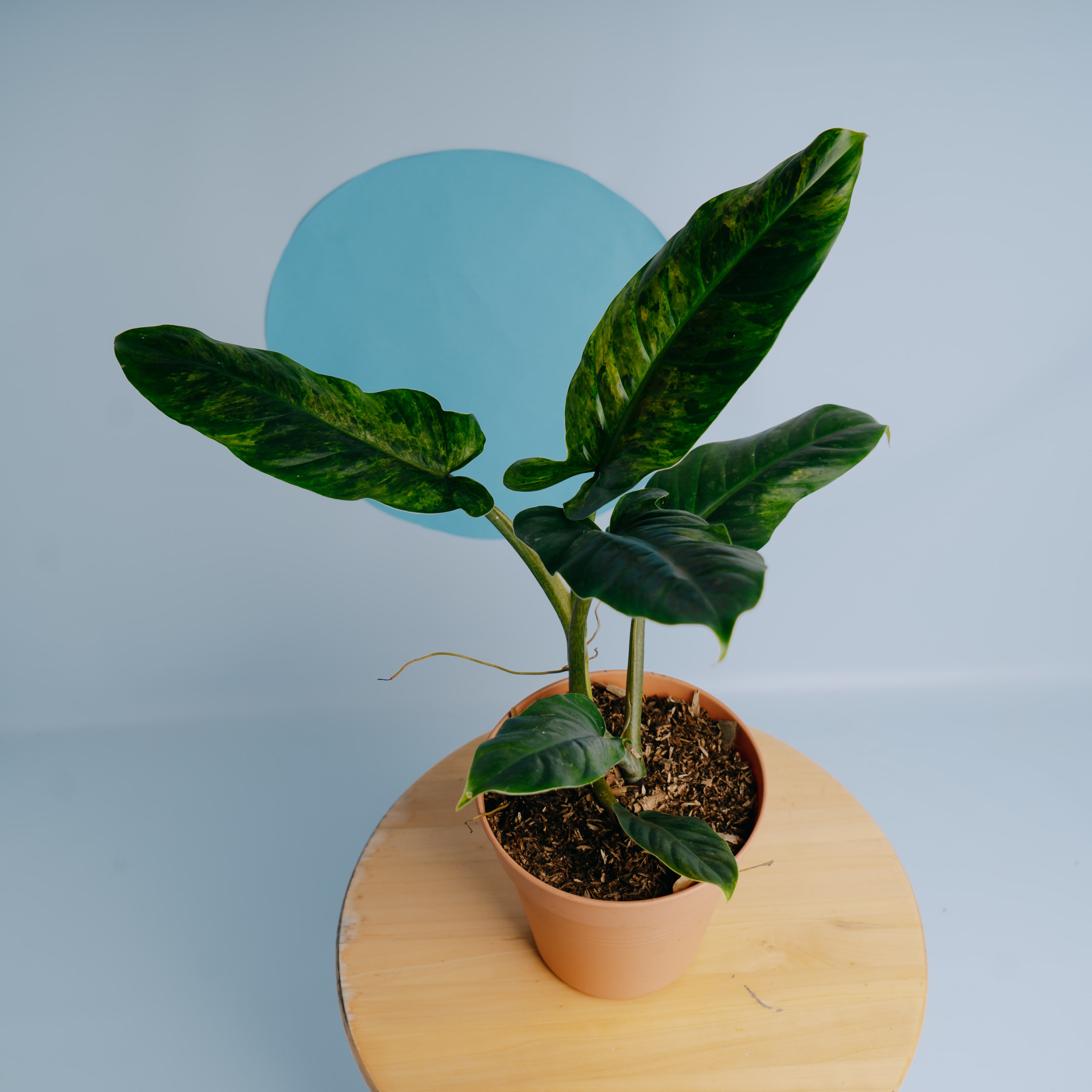 Philodendron Subhastatum Variegated - Greenspaces.id- Greenspaces.idum Variegated