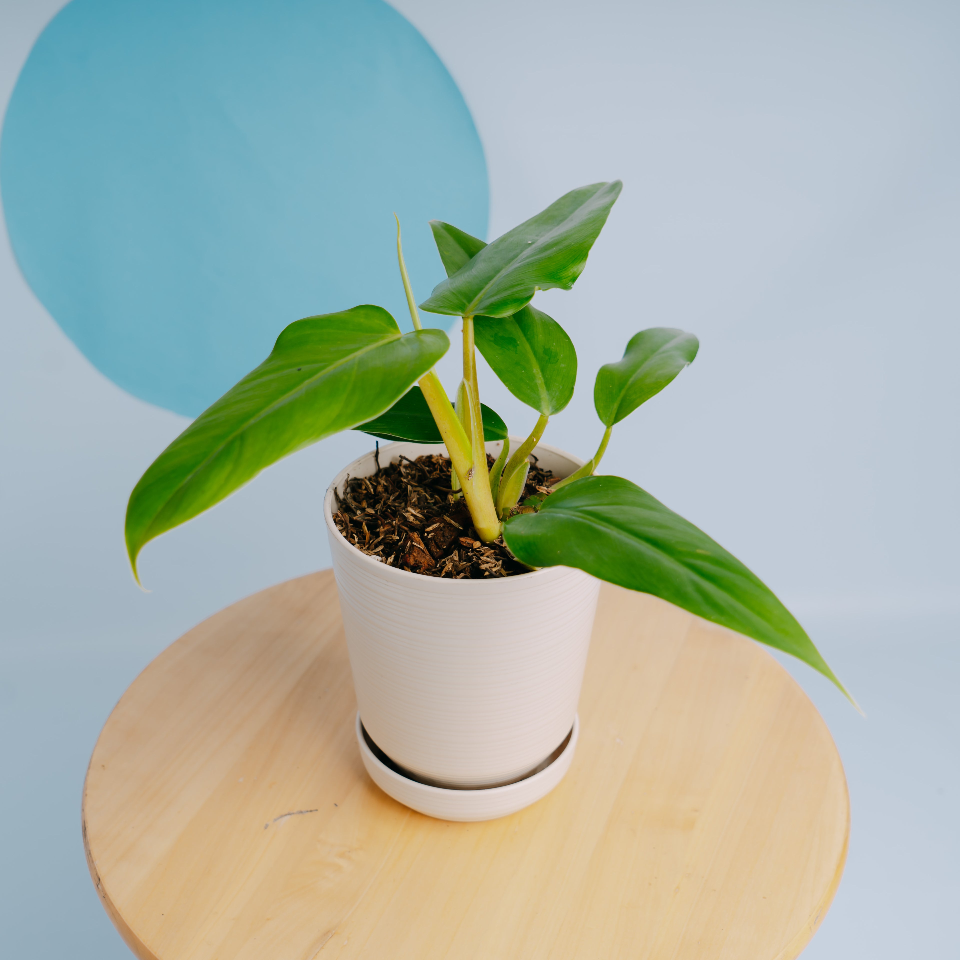 Philodendron domesticum