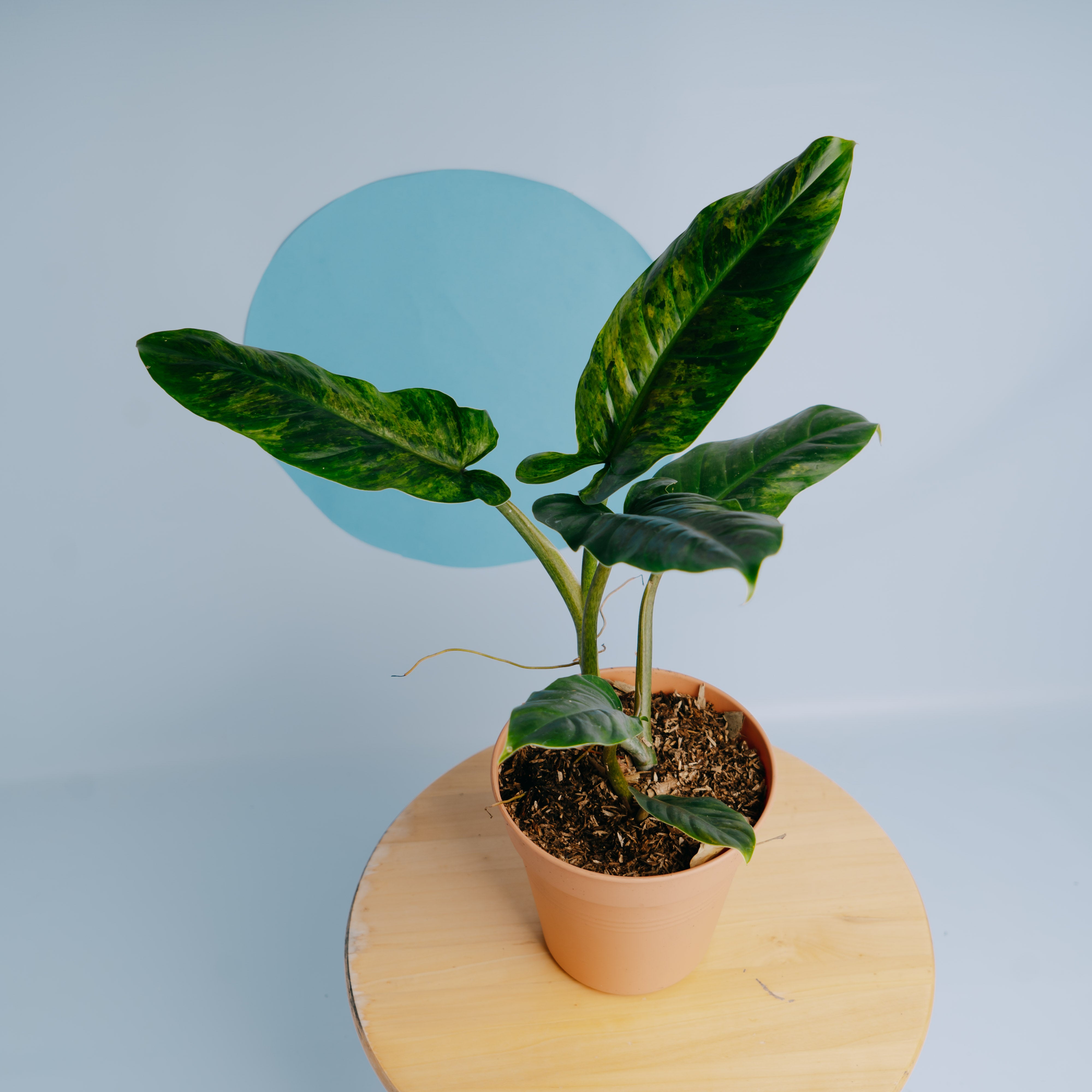 philodendron subhastatum variegata Philodendron Subhastatum Variegated