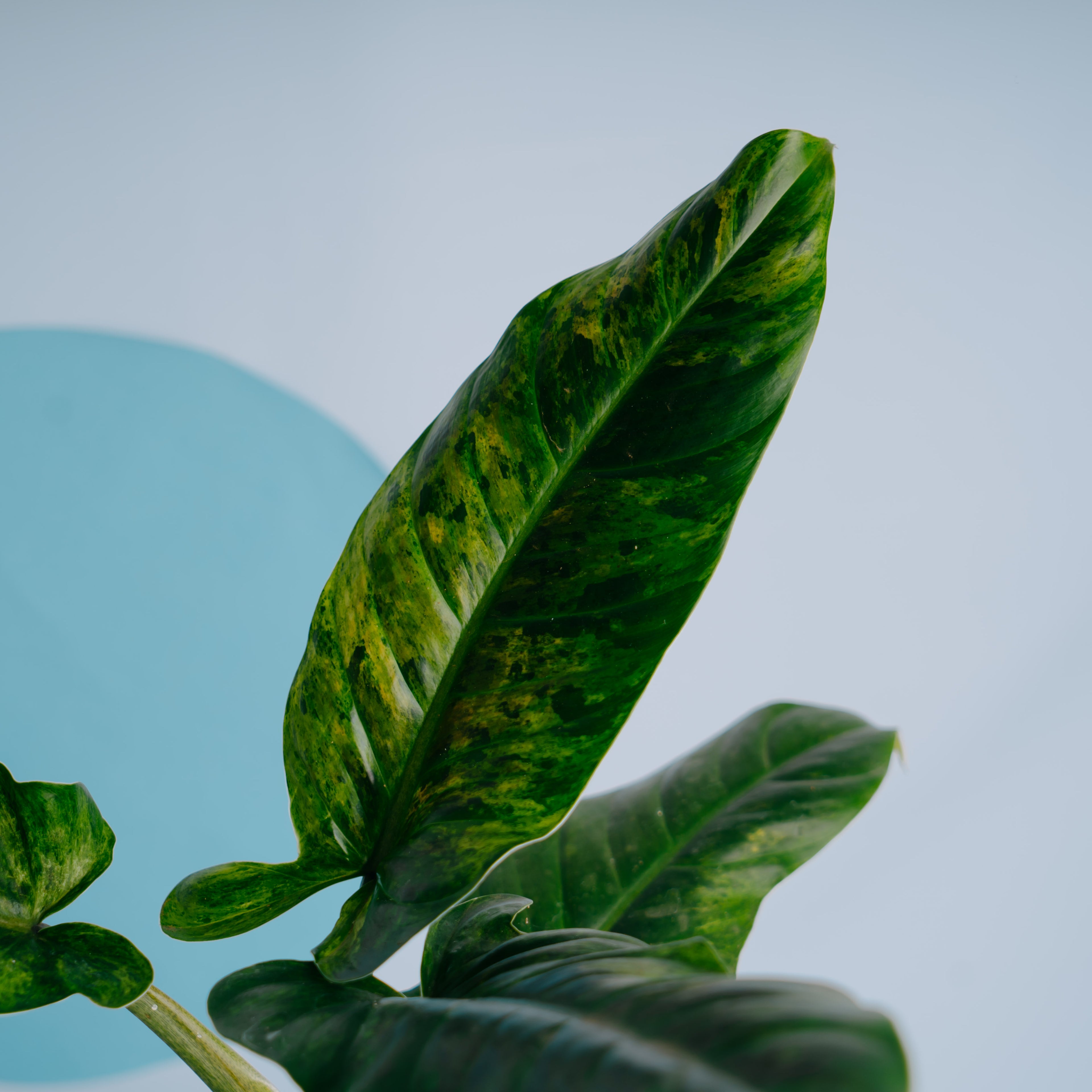 Philodendron Subhastatum Variegated - Greenspaces.id- Greenspaces.idum Variegated