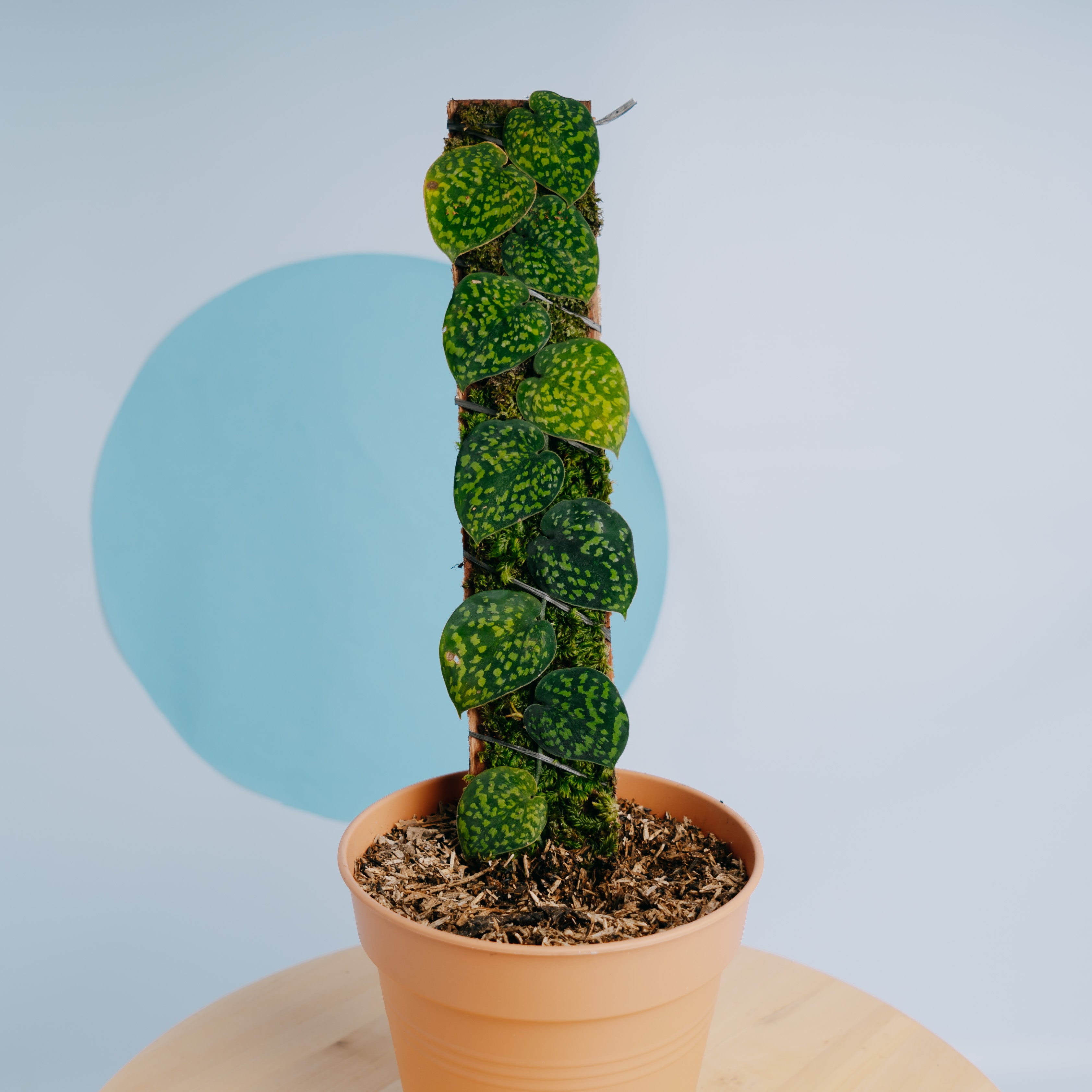 Scindapsus snake scale