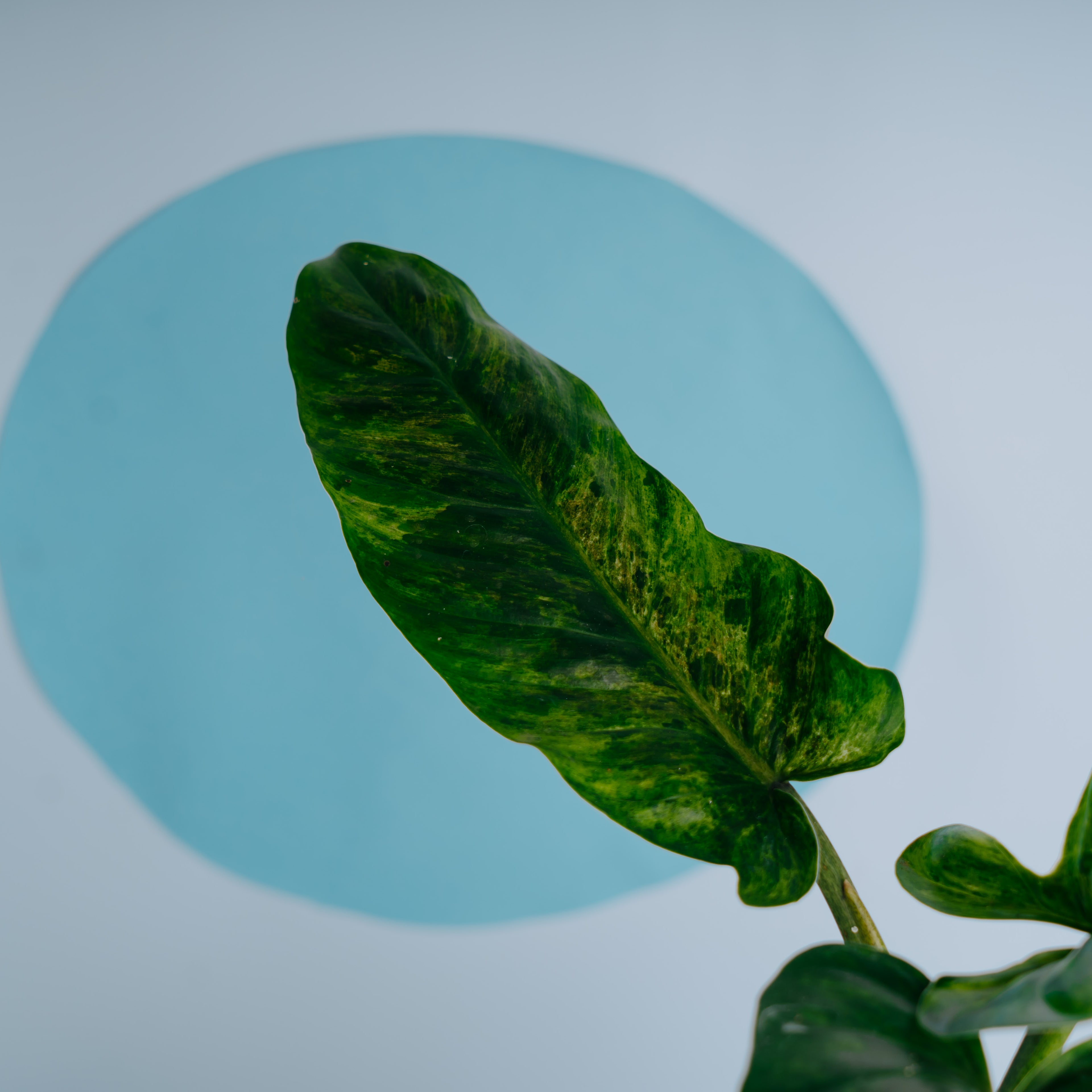 Philodendron Subhastatum Variegated - Greenspaces.id- Greenspaces.idum Variegated