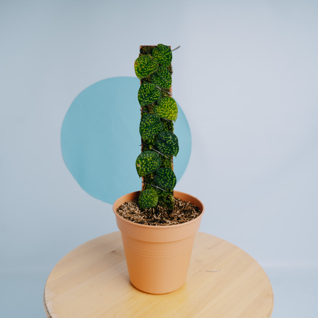 Scindapsus snake scale