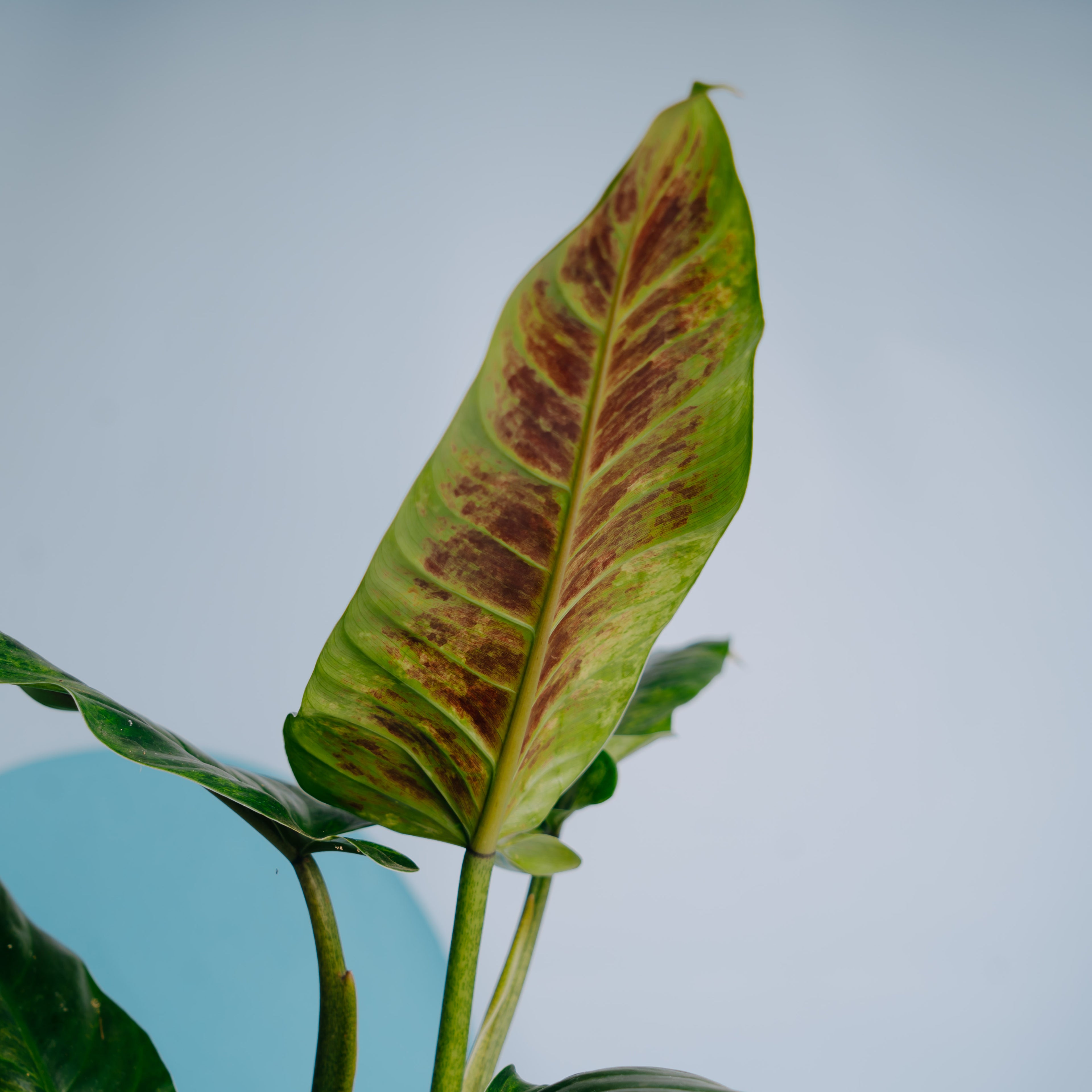 Philodendron Subhastatum Variegated - Greenspaces.id- Greenspaces.idum Variegated