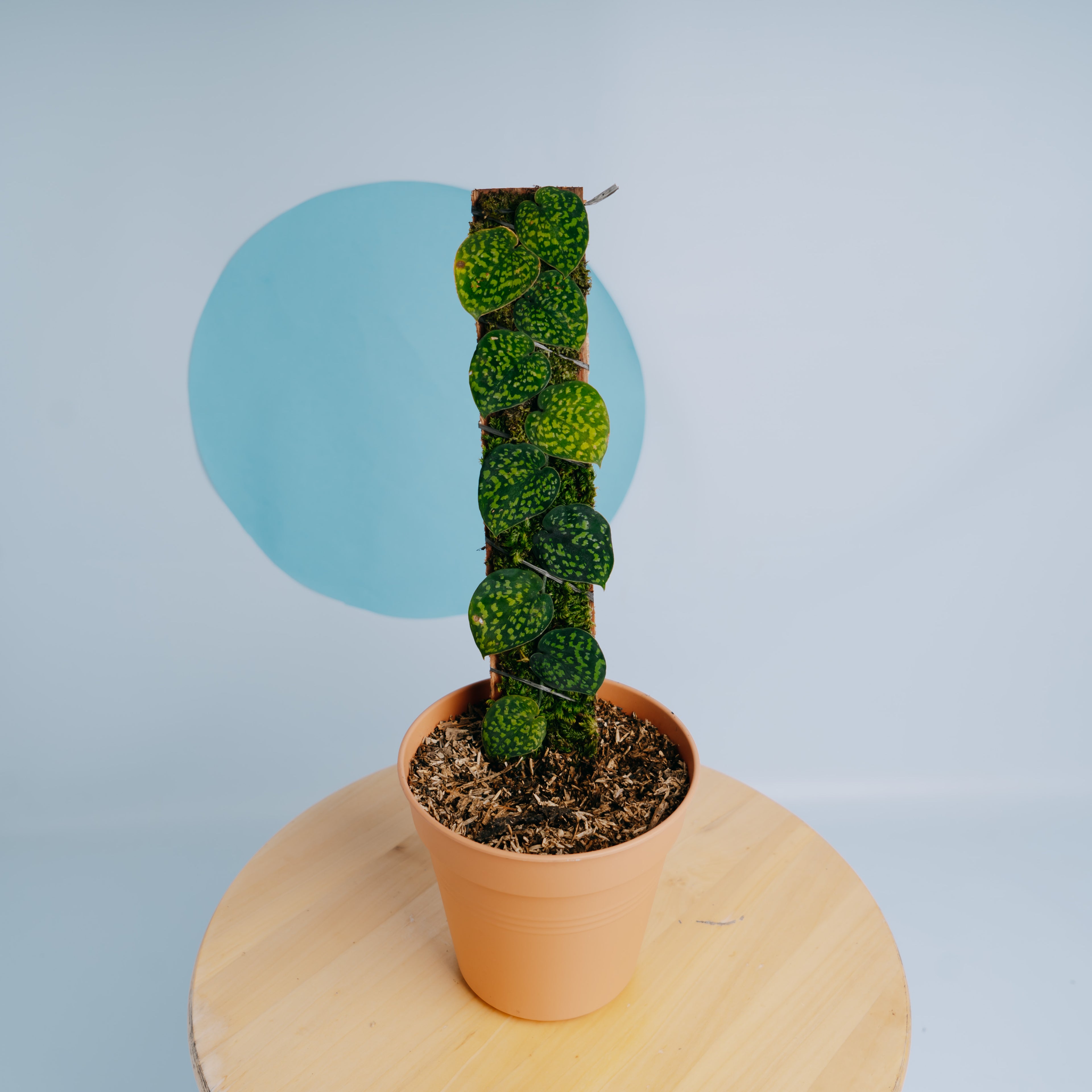 Scindapsus snake scale