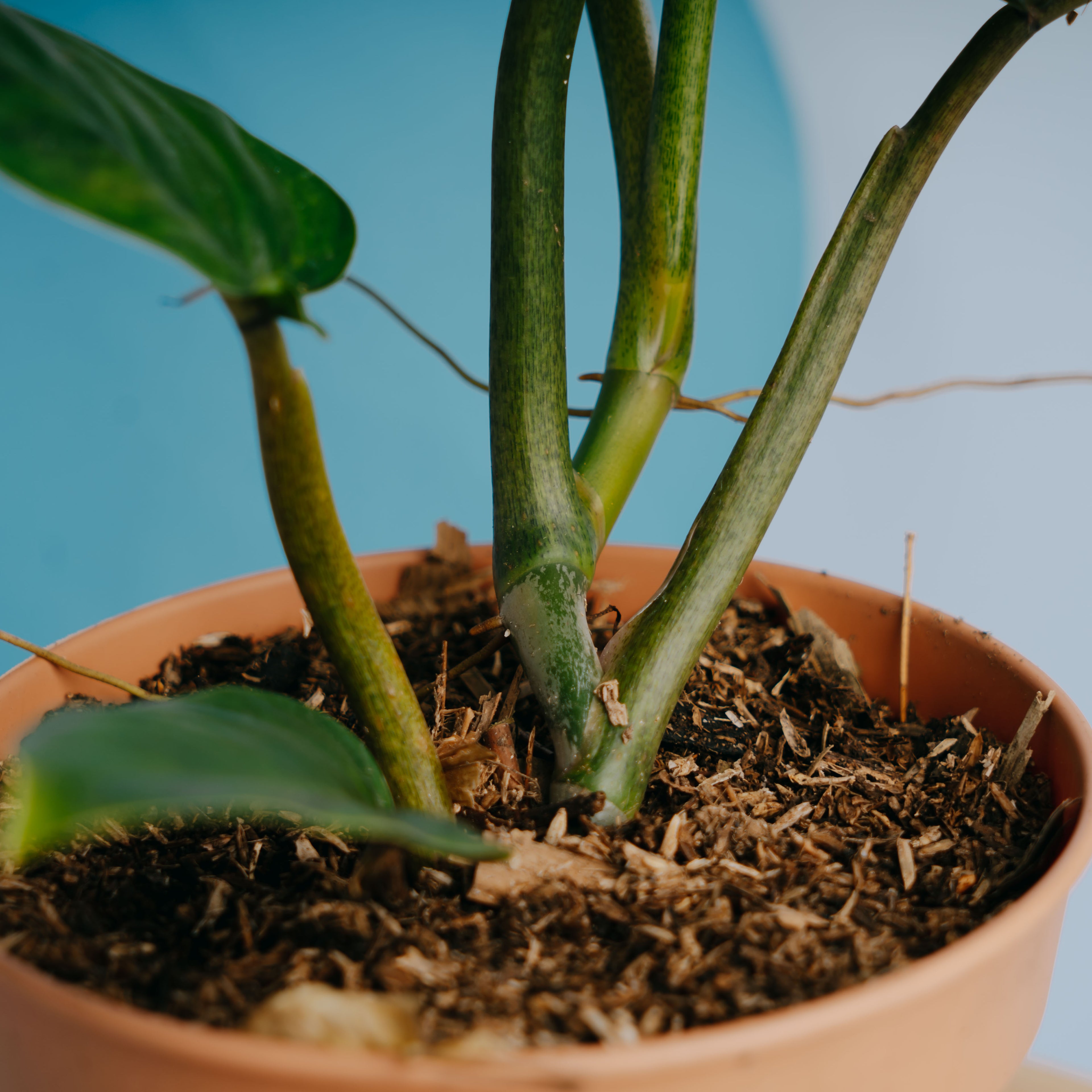 Philodendron Subhastatum Variegated - Greenspaces.id- Greenspaces.idum Variegated