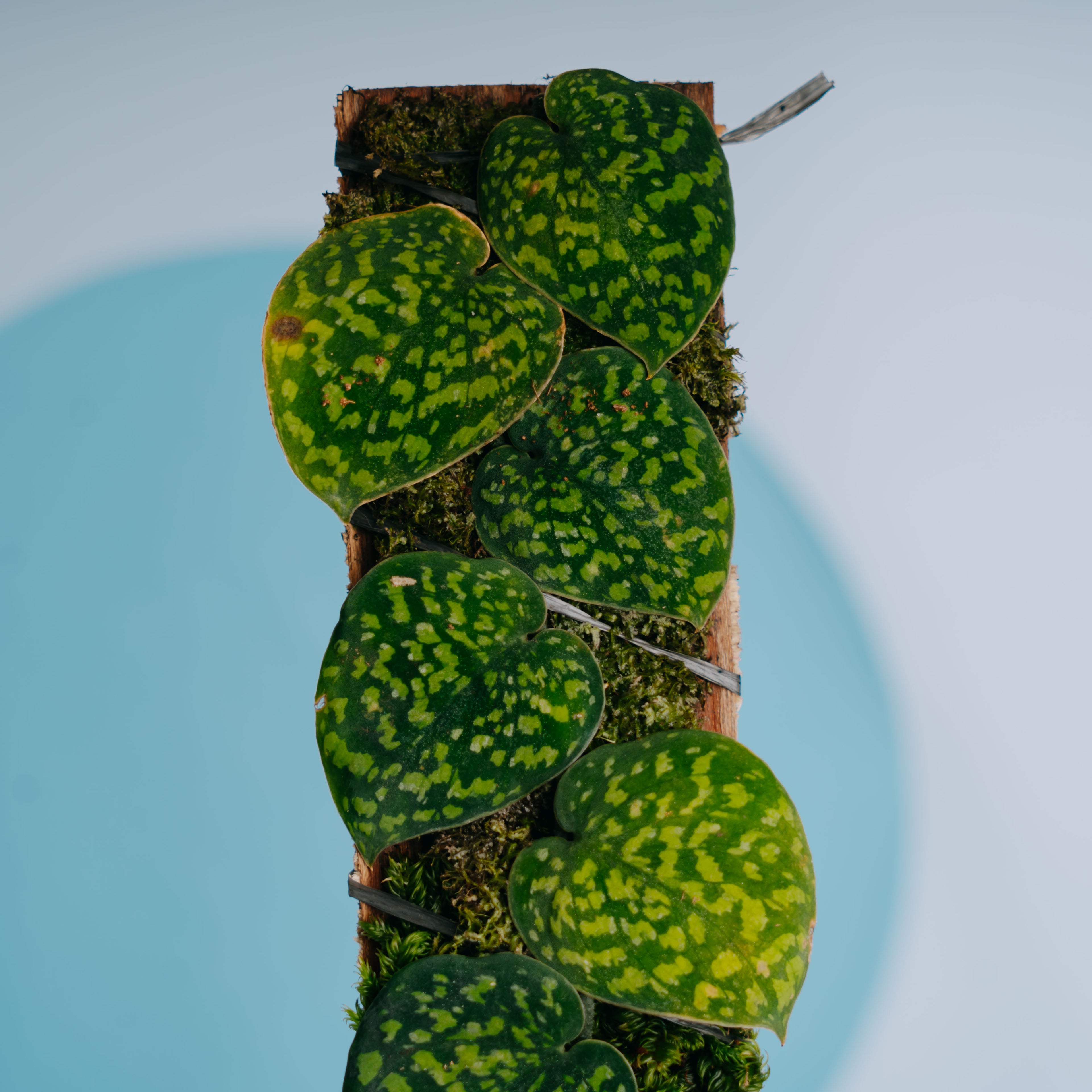 Scindapsus snake scale